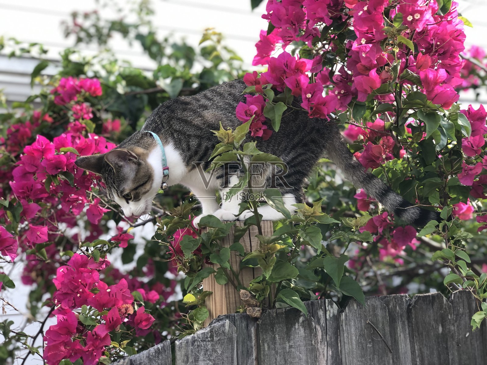 猫在九重葛花丛中优雅地保持平衡照片摄影图片