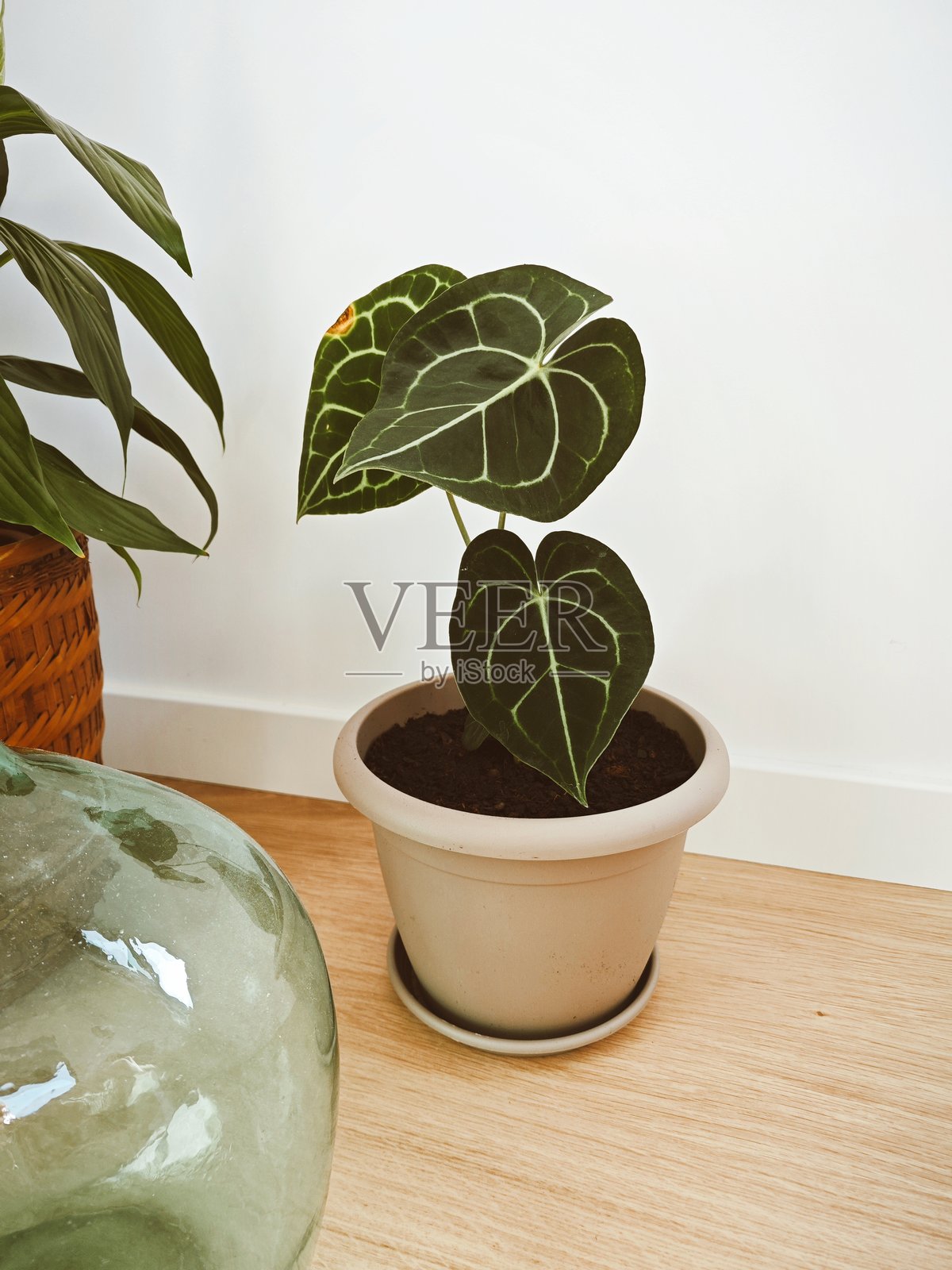 安瑟里乌姆·克拉尼维尔姆照片摄影图片