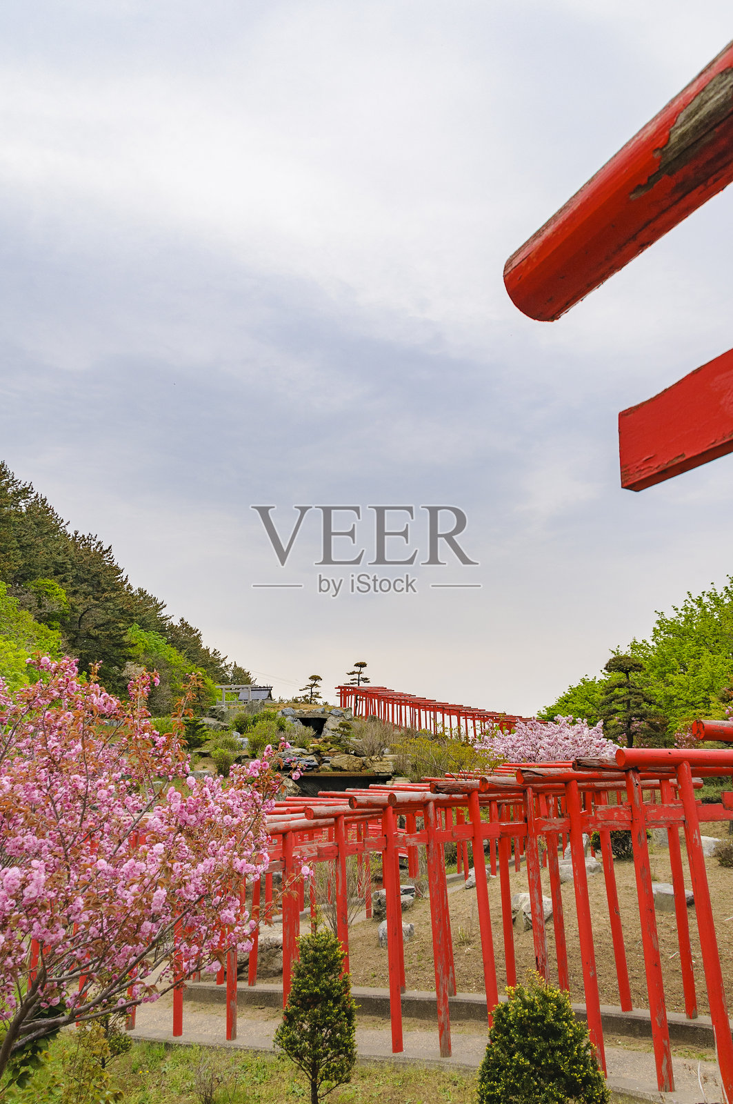 高山稻荷神社的千本鸟居。日本青森县津轻。照片摄影图片