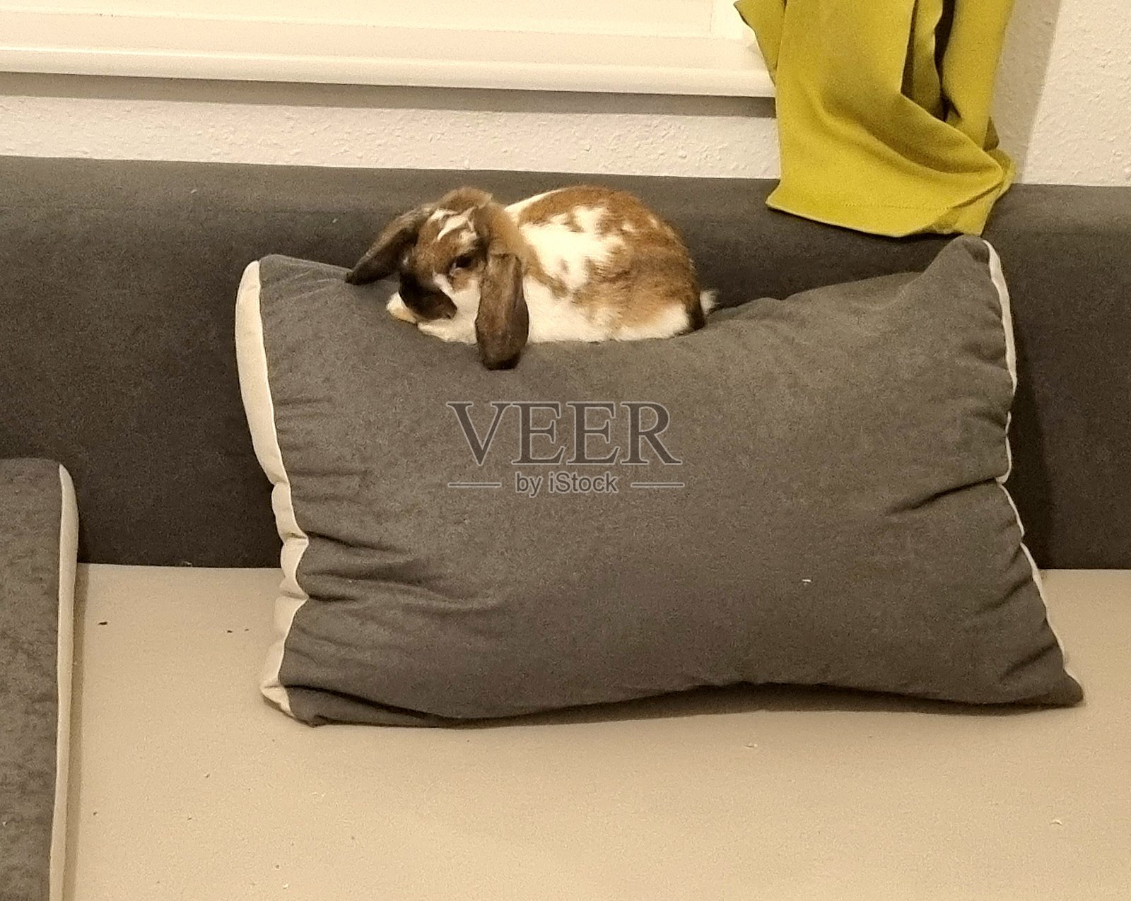 家里的兔子在室内照片摄影图片