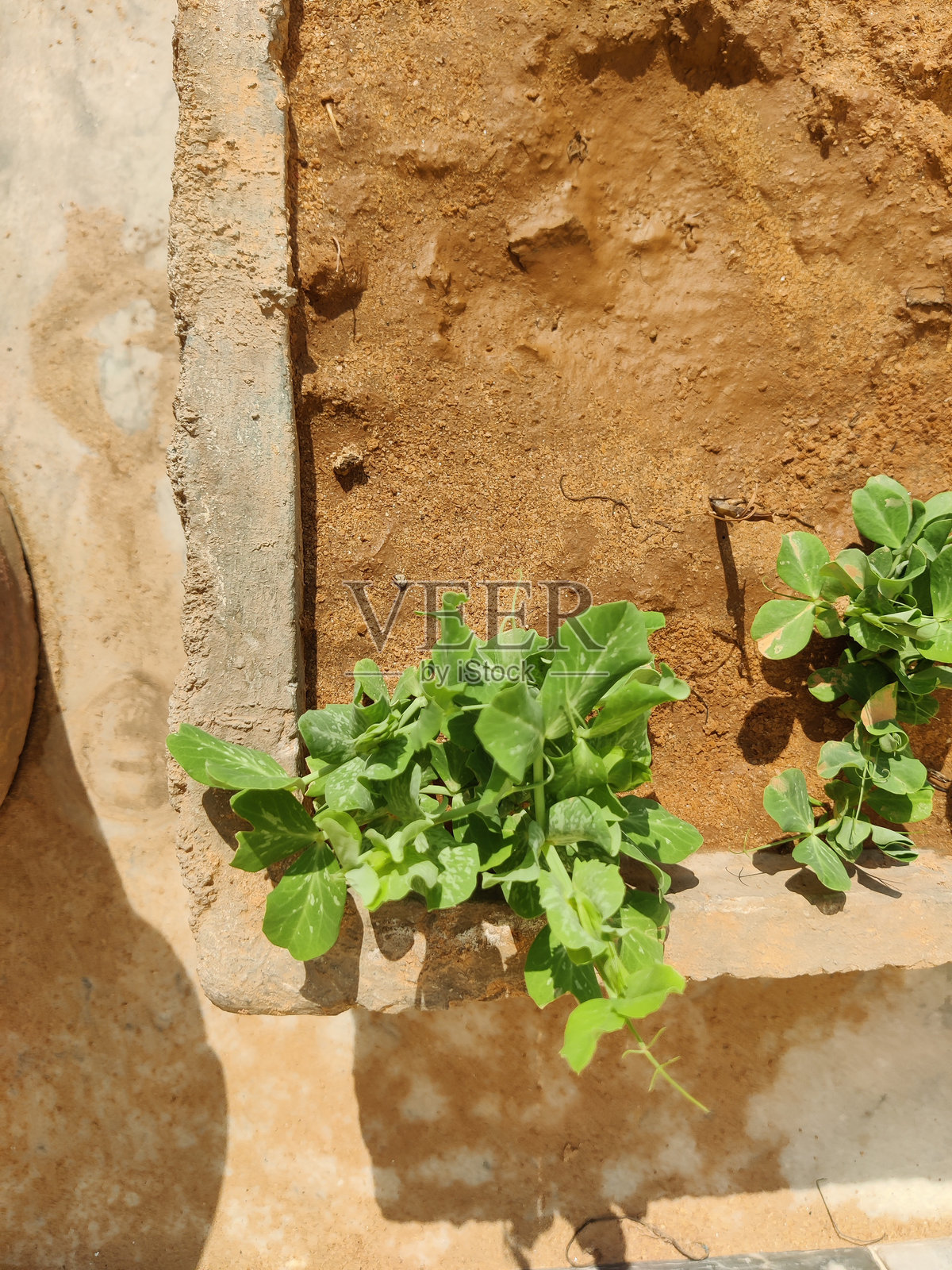 豌豆植物目前正在花盆中生长。照片摄影图片