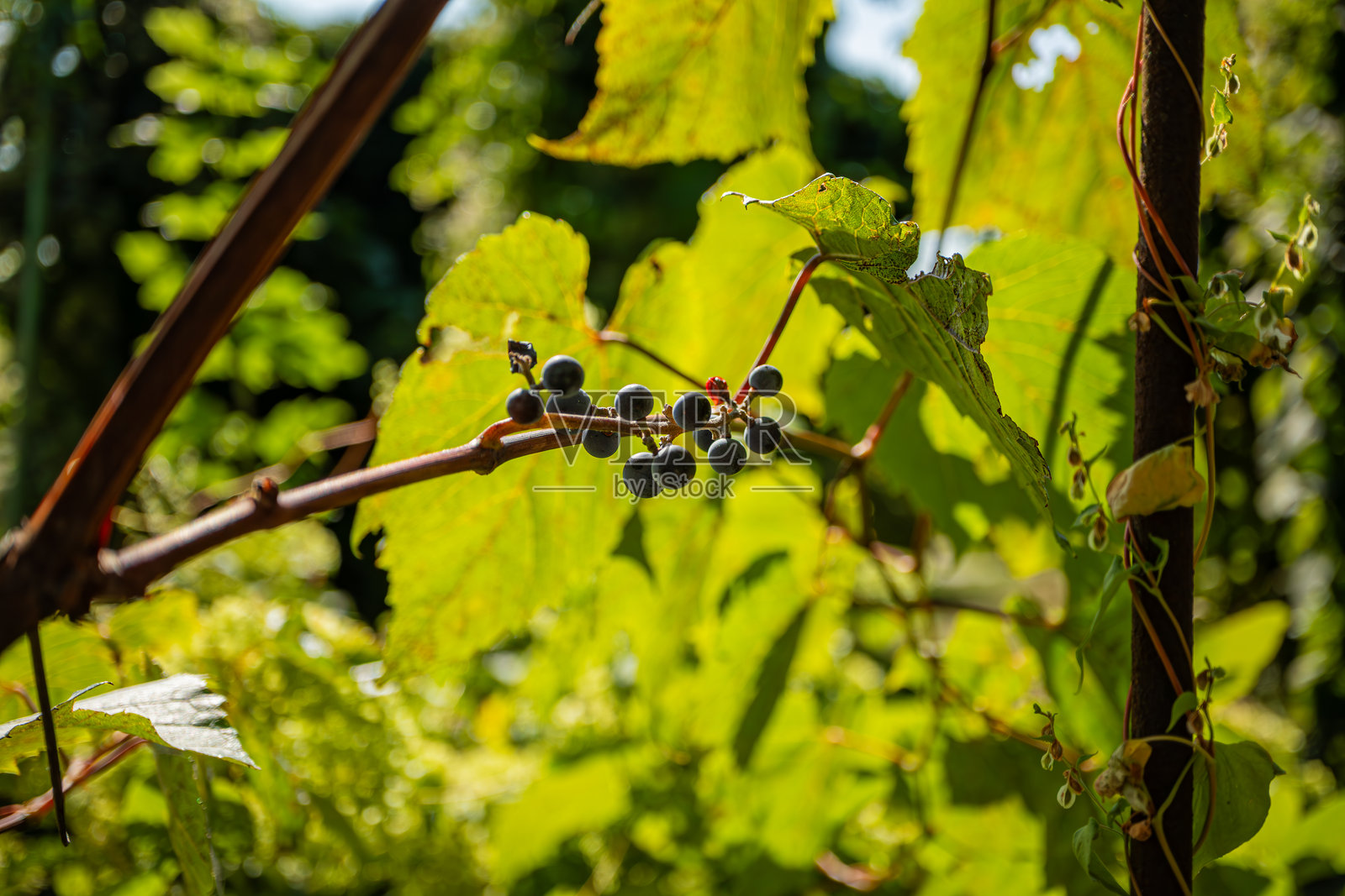 葡萄照片摄影图片