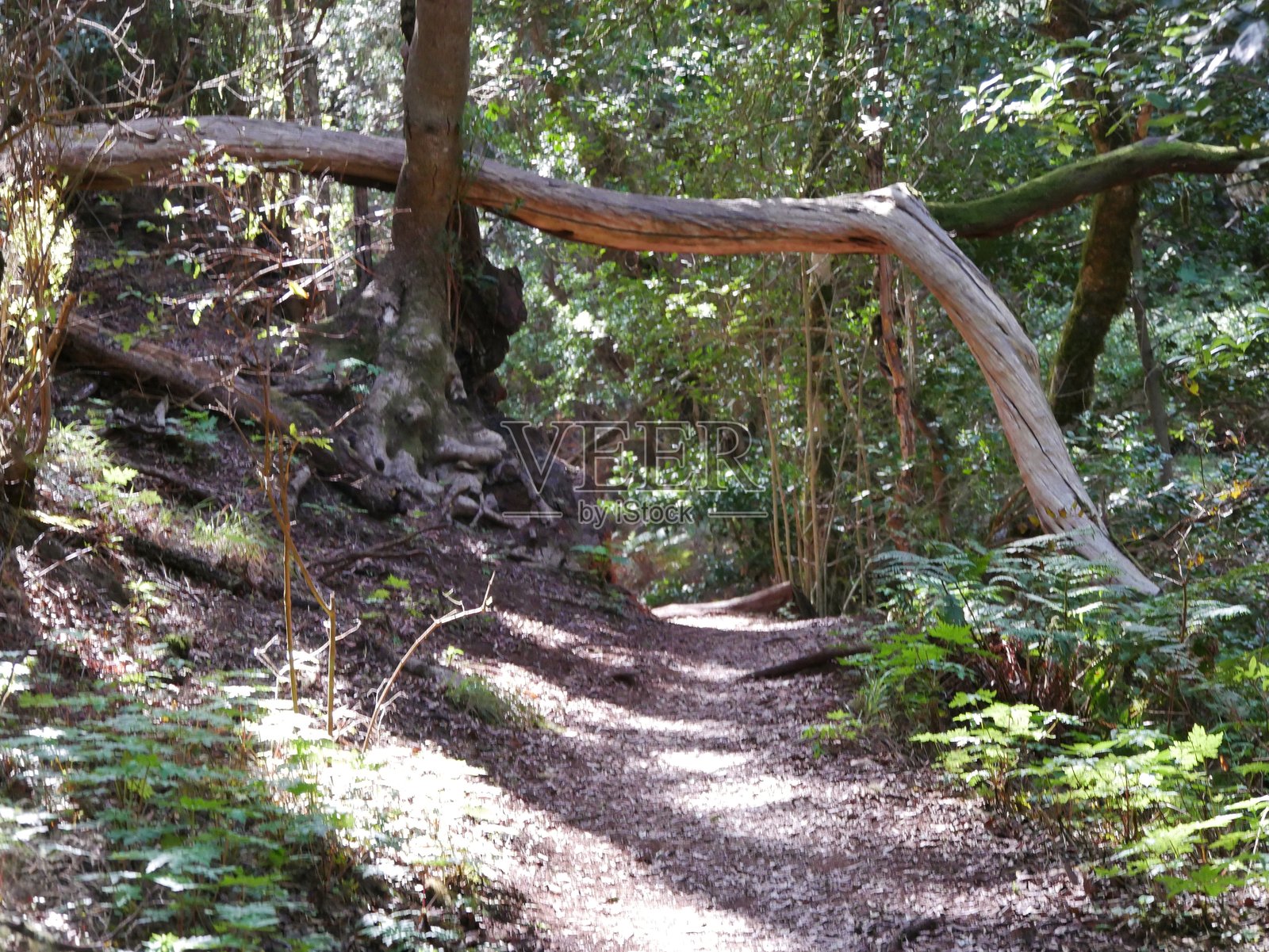 拉戈梅拉国家公园加拉霍奈的步道照片摄影图片