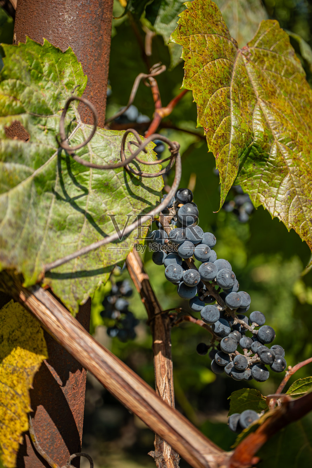 黑葡萄照片摄影图片