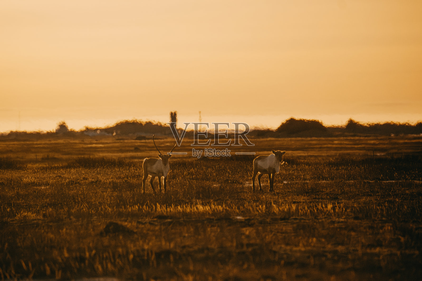 东冰岛金色日落景观中的驯鹿照片摄影图片
