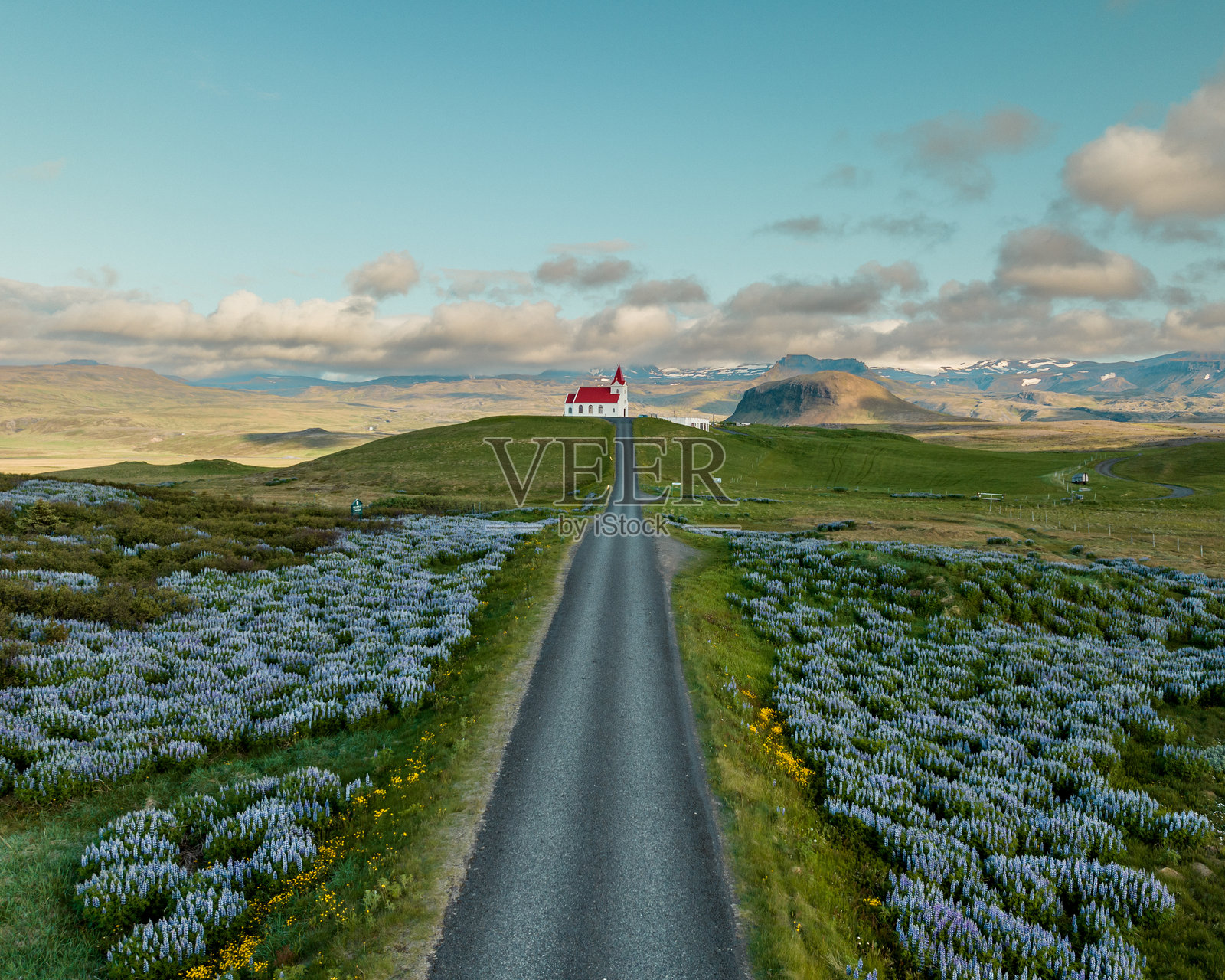 从空中俯瞰位于冰岛西部斯奈山半岛的英贾尔德斯霍尔斯基尔克教堂，周围环绕着紫花狼毒草田。照片摄影图片