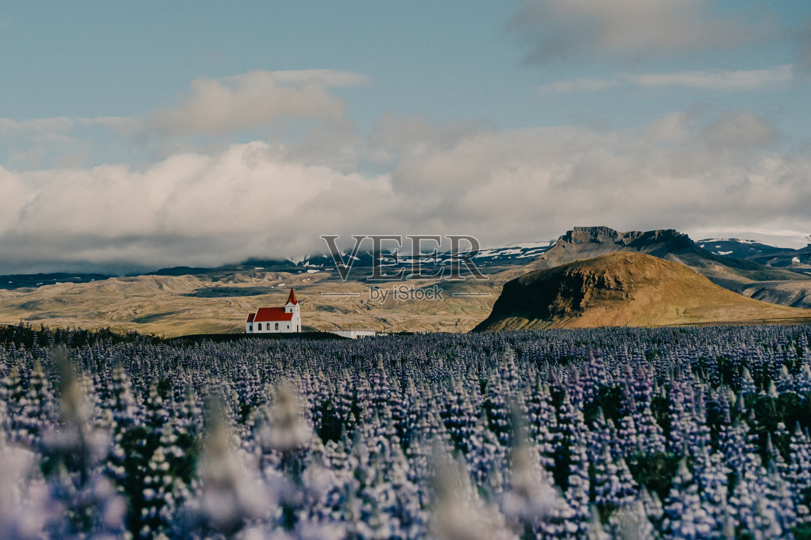Ingjaldshólskirkja教堂坐落在冰岛西部斯奈山半岛盛开的紫花苜蓿田中。照片摄影图片