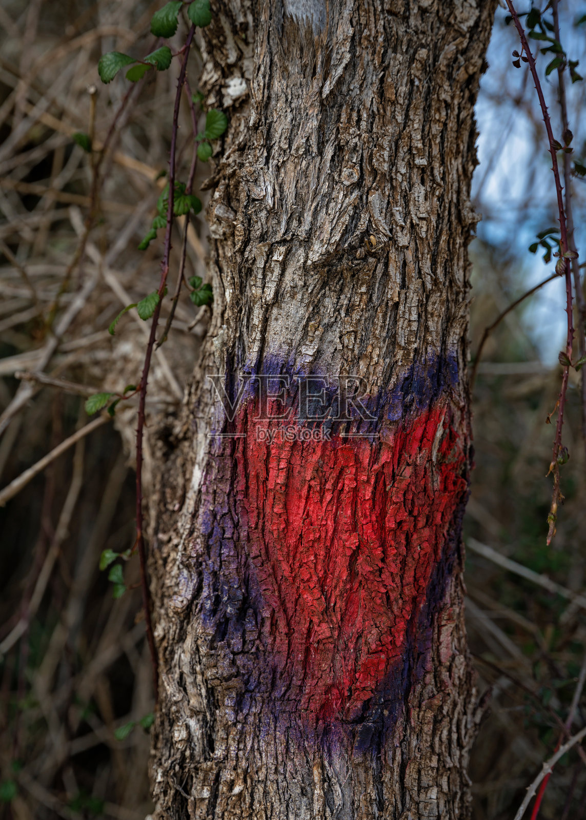 在葡萄牙的徒步小径上，树干上画着一个心形的标记照片摄影图片