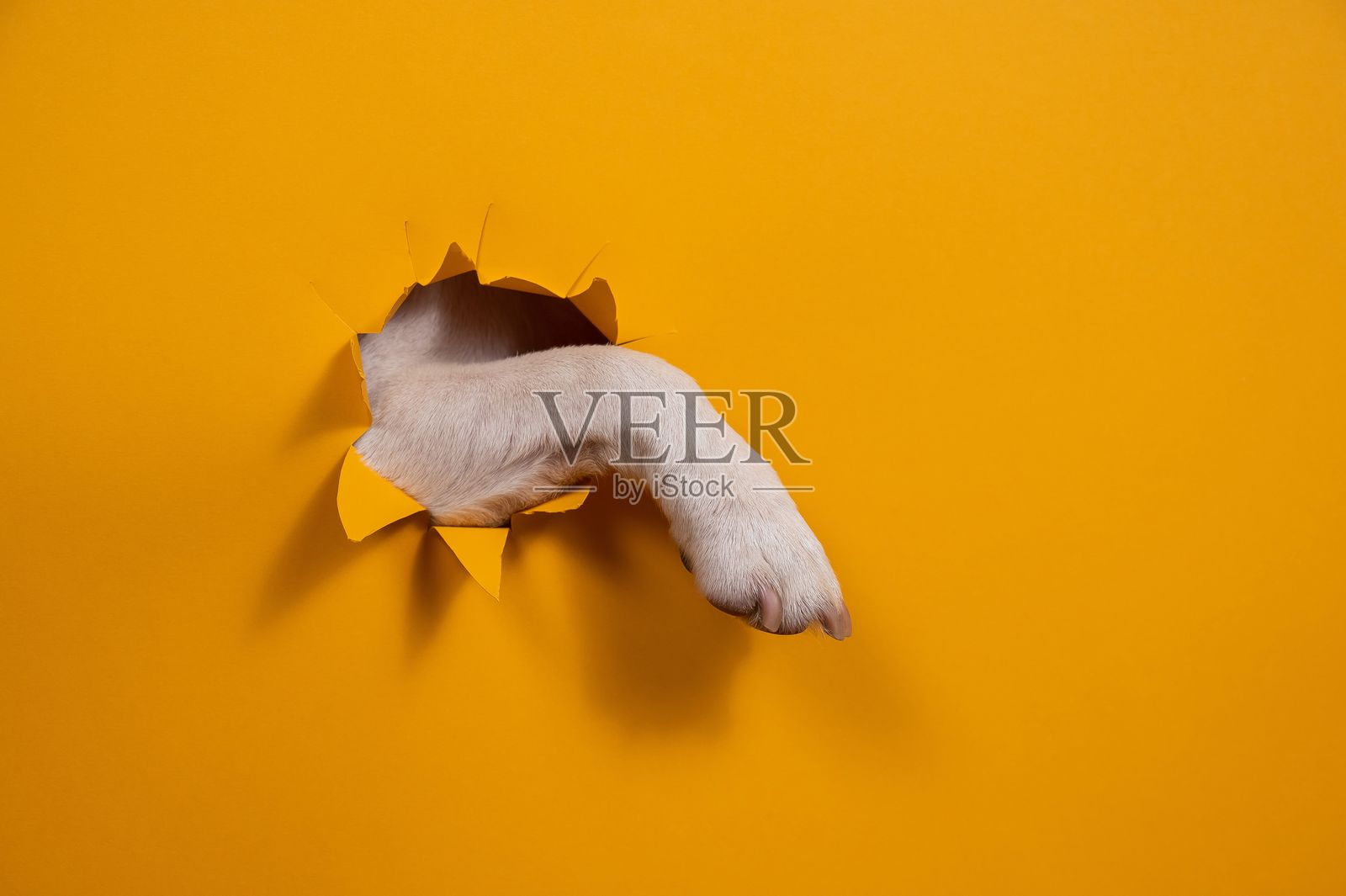 杰克罗素梗狗在橙色背景下撕扯纸板爪子。照片摄影图片