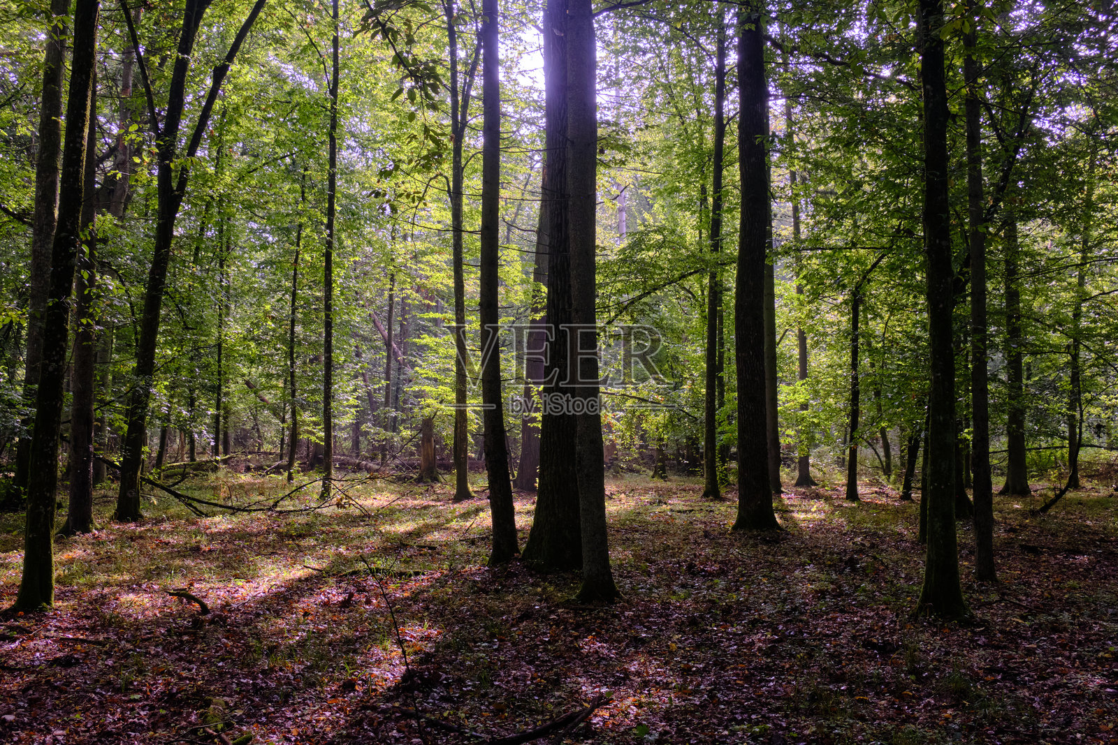 夏季落叶林中有破损的老树照片摄影图片