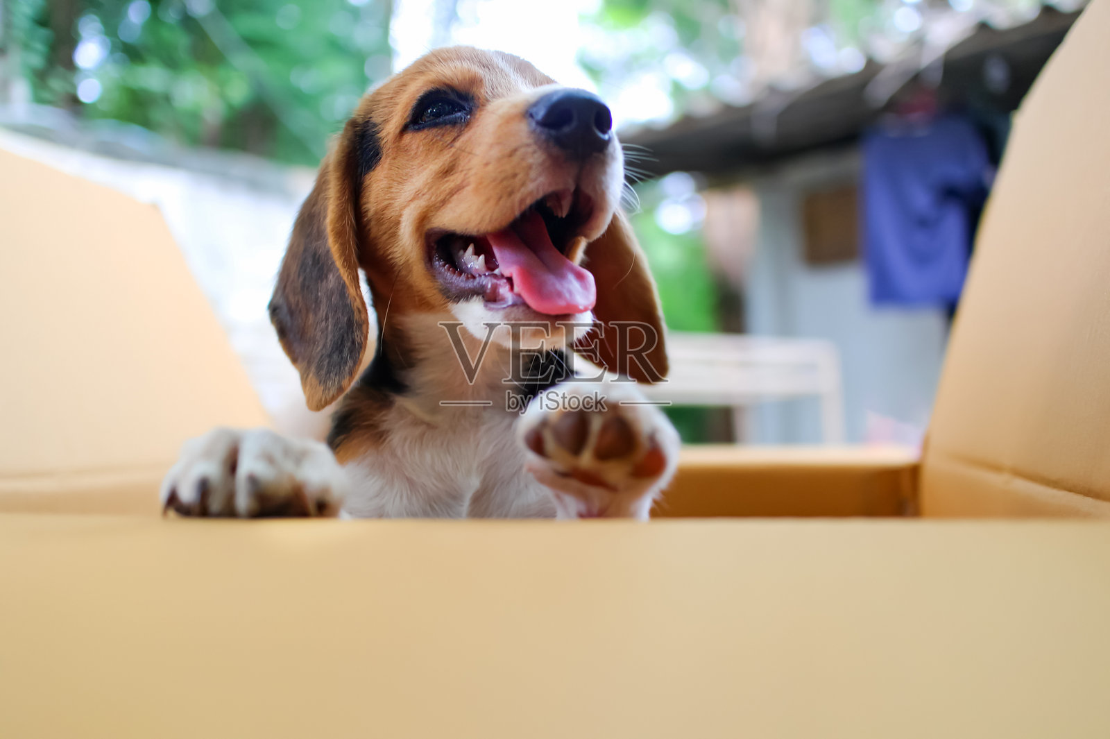 一只可爱的比格犬小狗在户外的纸箱里微笑玩耍照片摄影图片