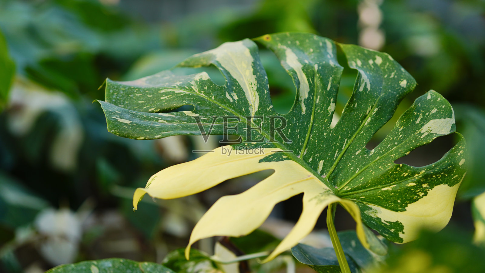 花园中黄色和绿色的泰国星座 monstera 叶子的特写。照片摄影图片