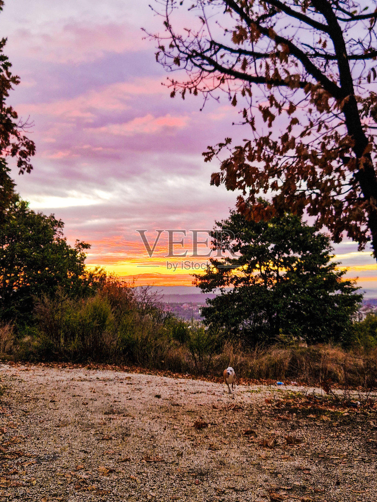你好，早晨照片摄影图片