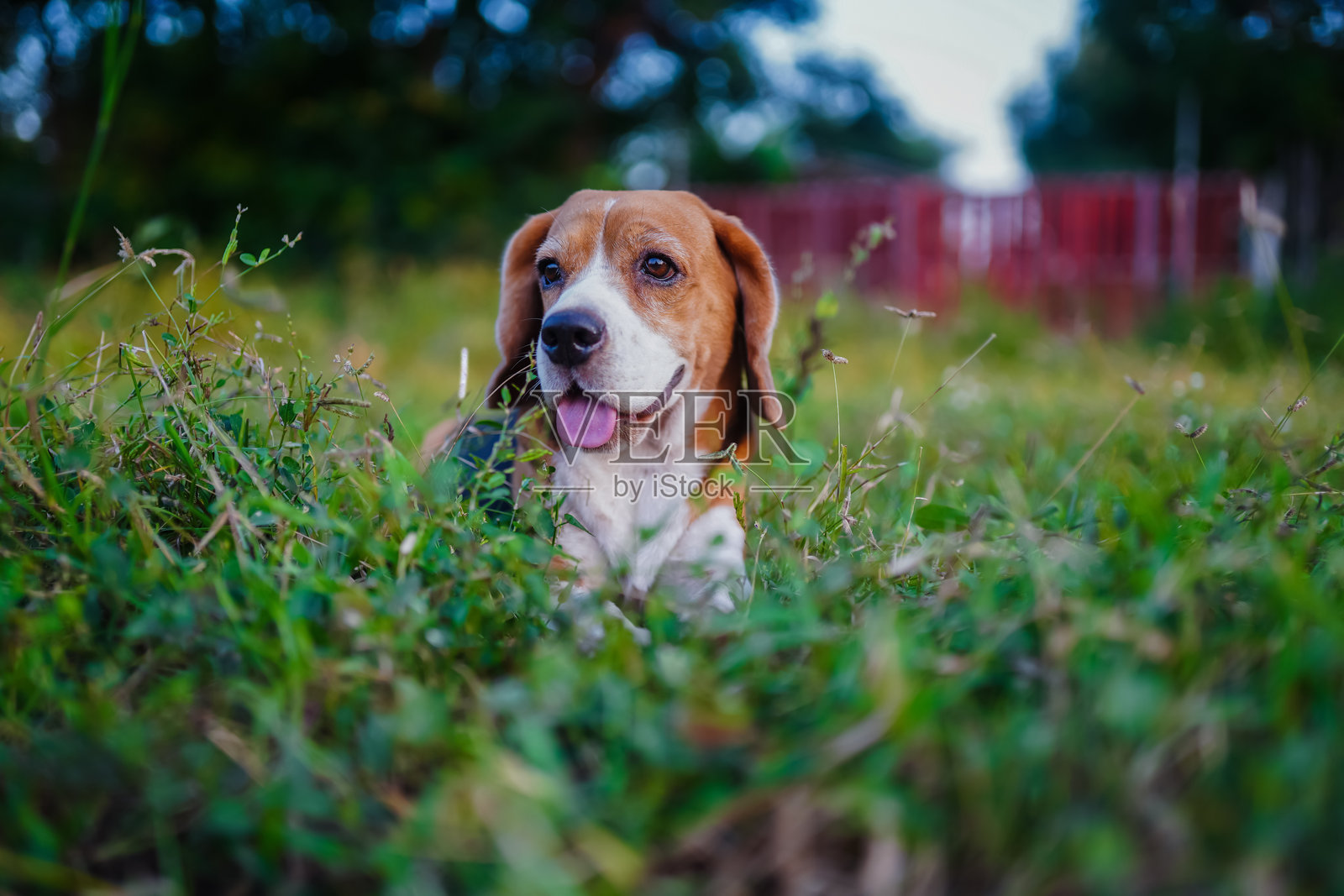 比格犬在自然环境中的草坪上放松照片摄影图片