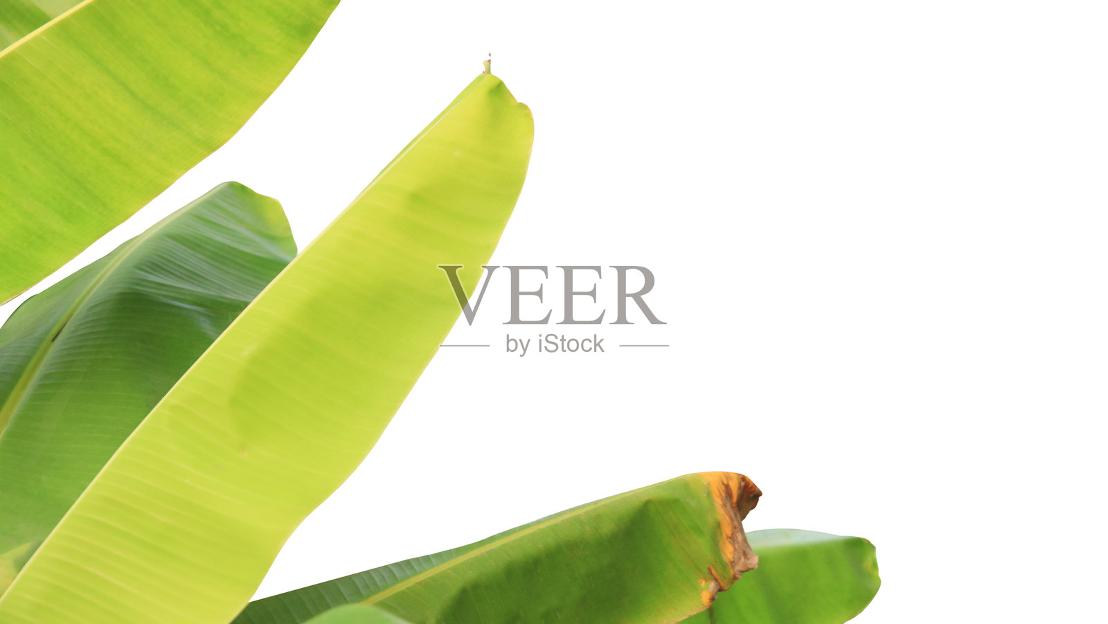 香蕉叶剪裁，白色背景。详细的剪裁路径，便于在设计项目、演示或教育材料中轻松编辑和使用。照片摄影图片