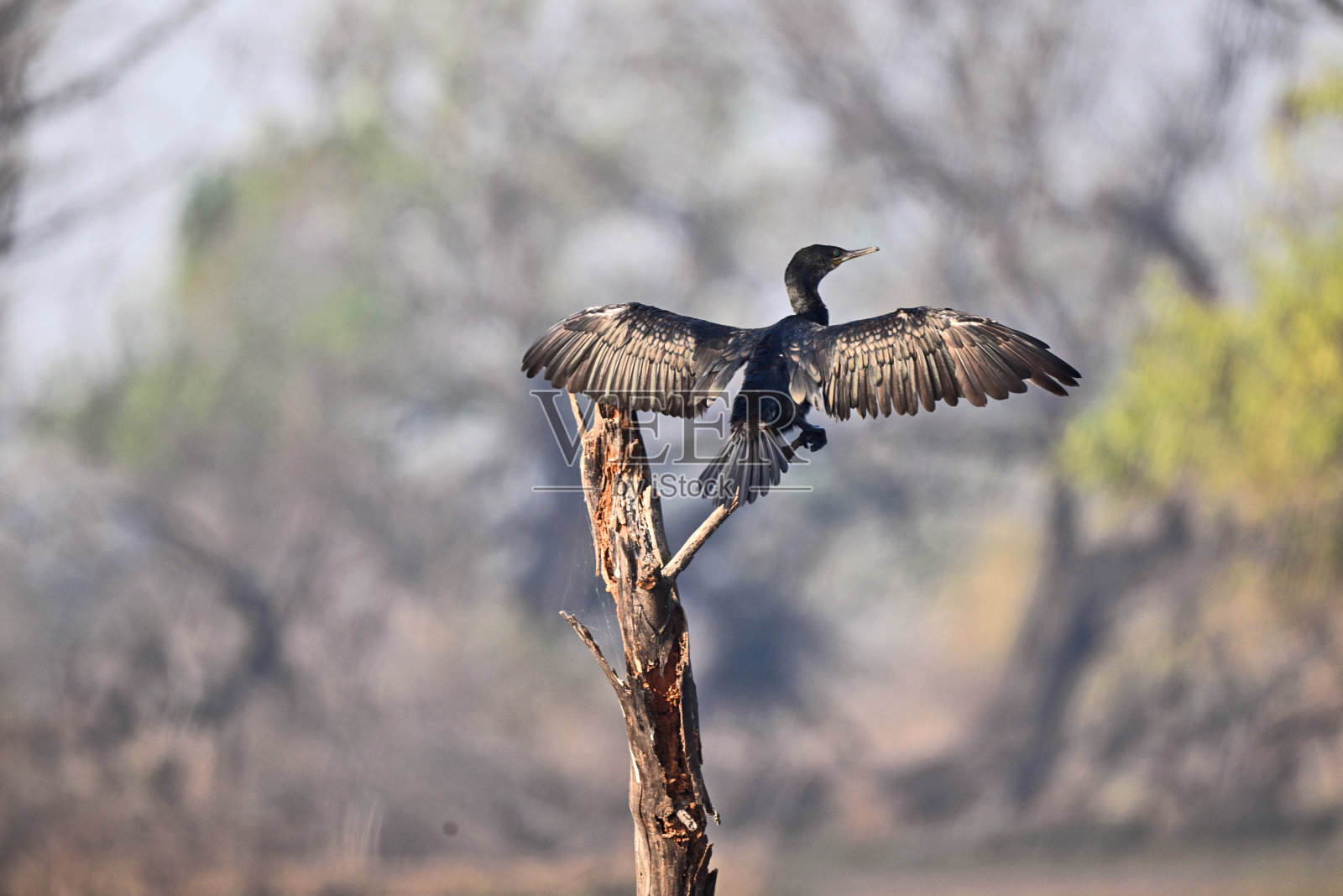 黑鸟在树枝上晾翅膀照片摄影图片