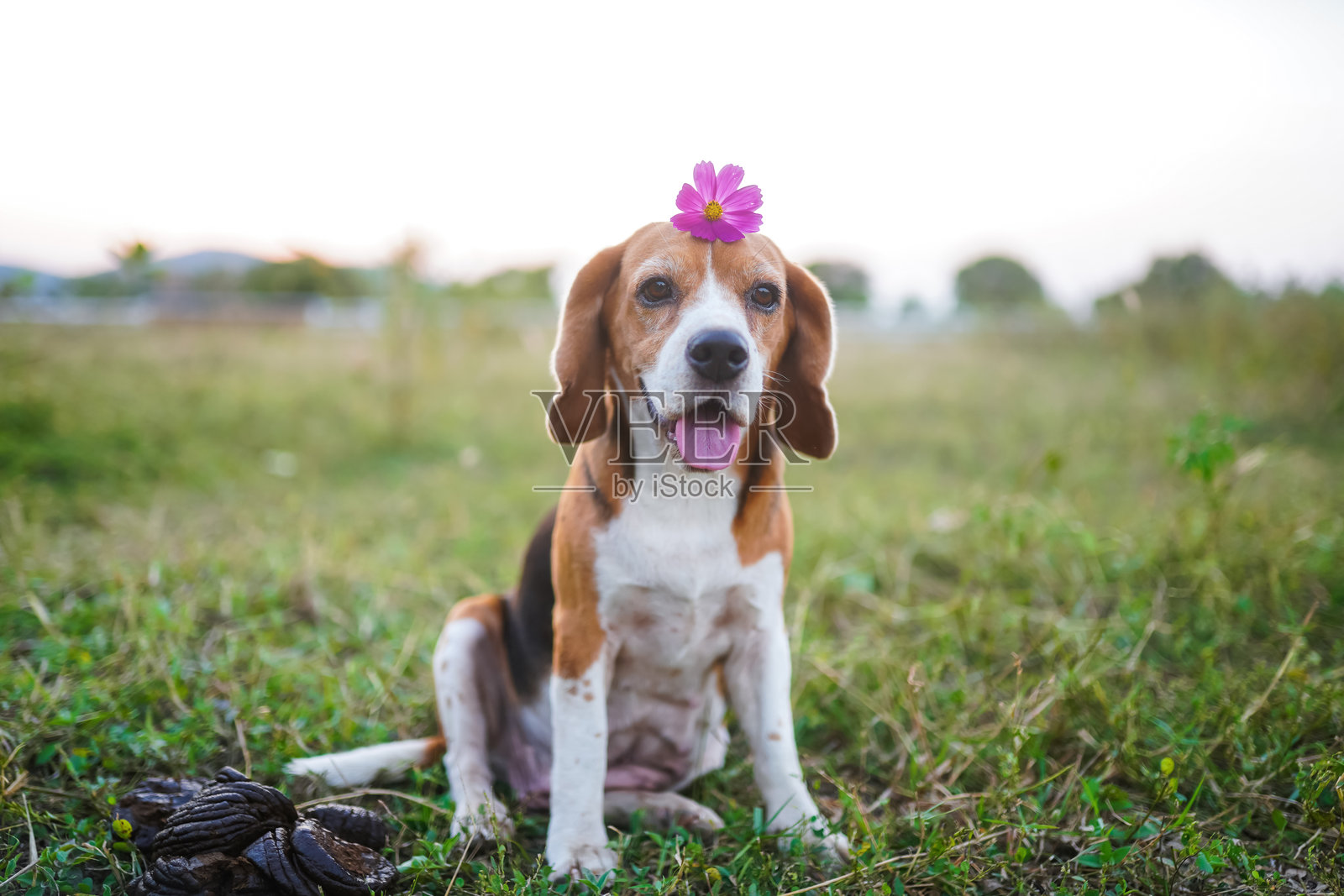 户外一只坐着的比格犬，头上戴着一朵花，身处田野中照片摄影图片