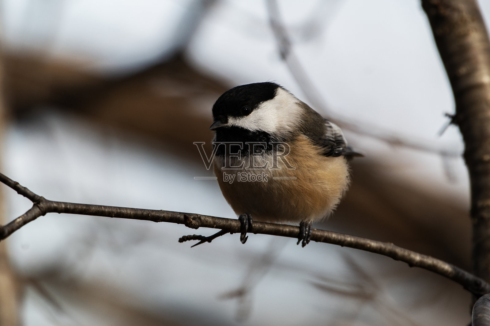 黑顶山雀，Poecile Atricapillus照片摄影图片