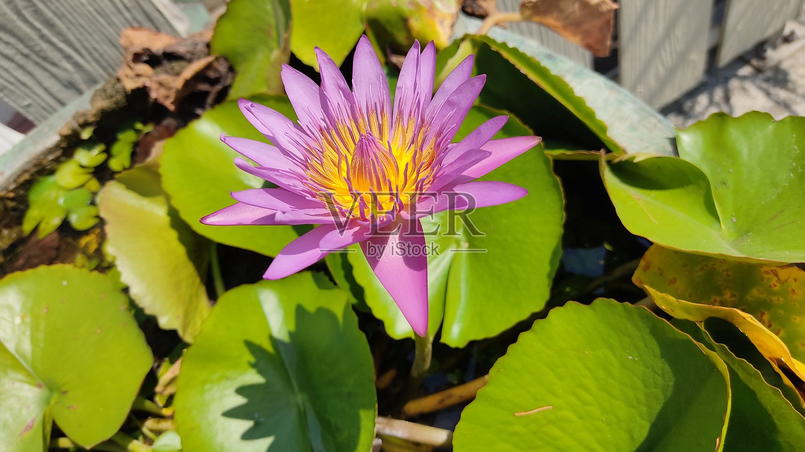 莲花照片摄影图片