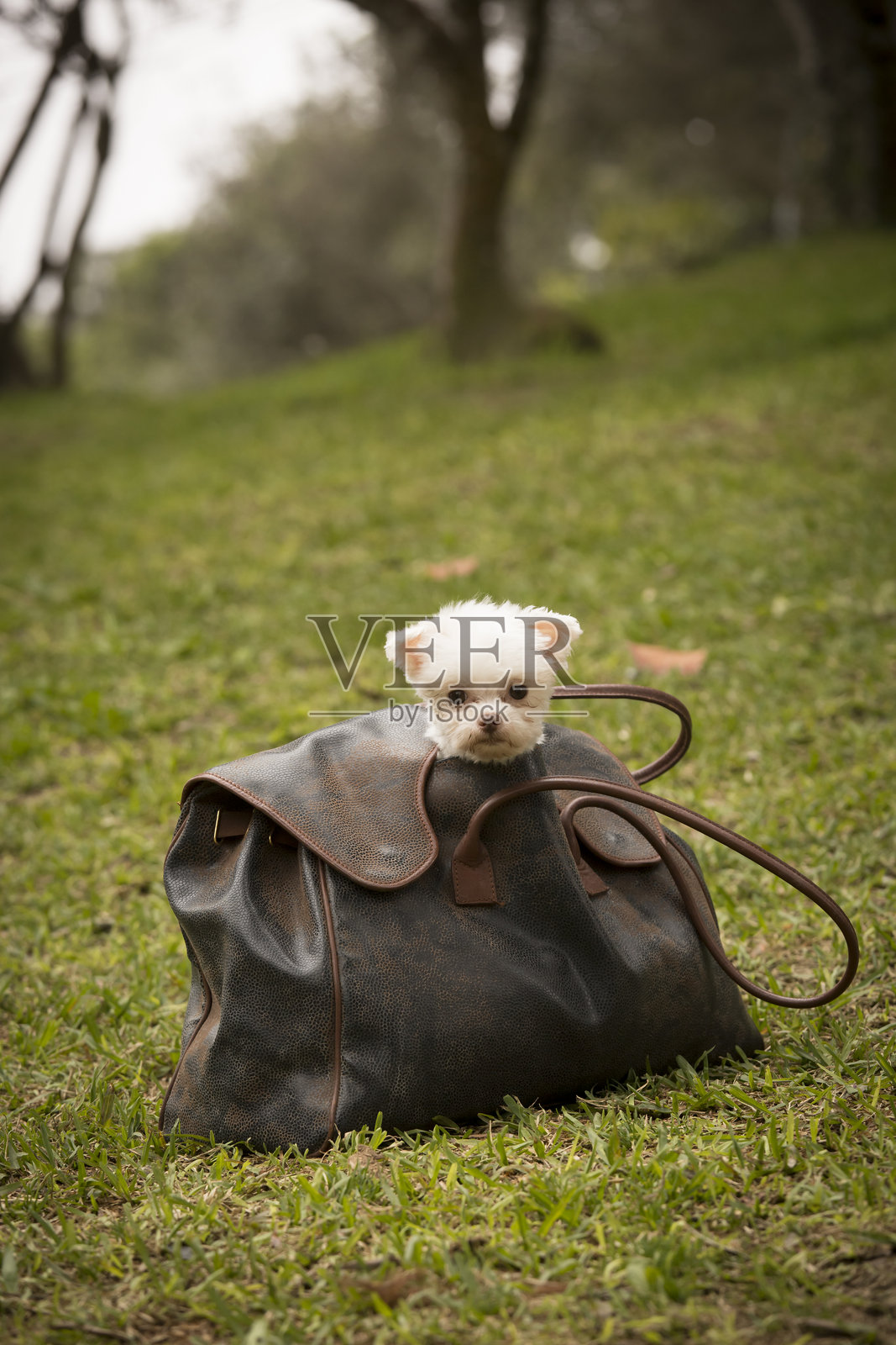 可爱的小型迷你贵宾犬在公园里站着。照片摄影图片