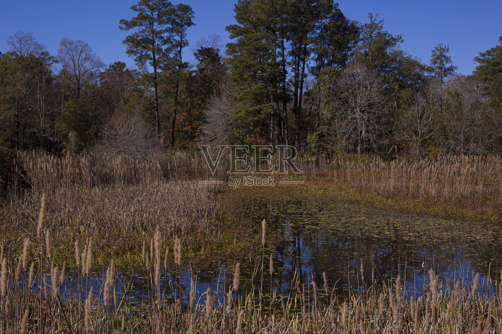 迪克西泉湖照片摄影图片