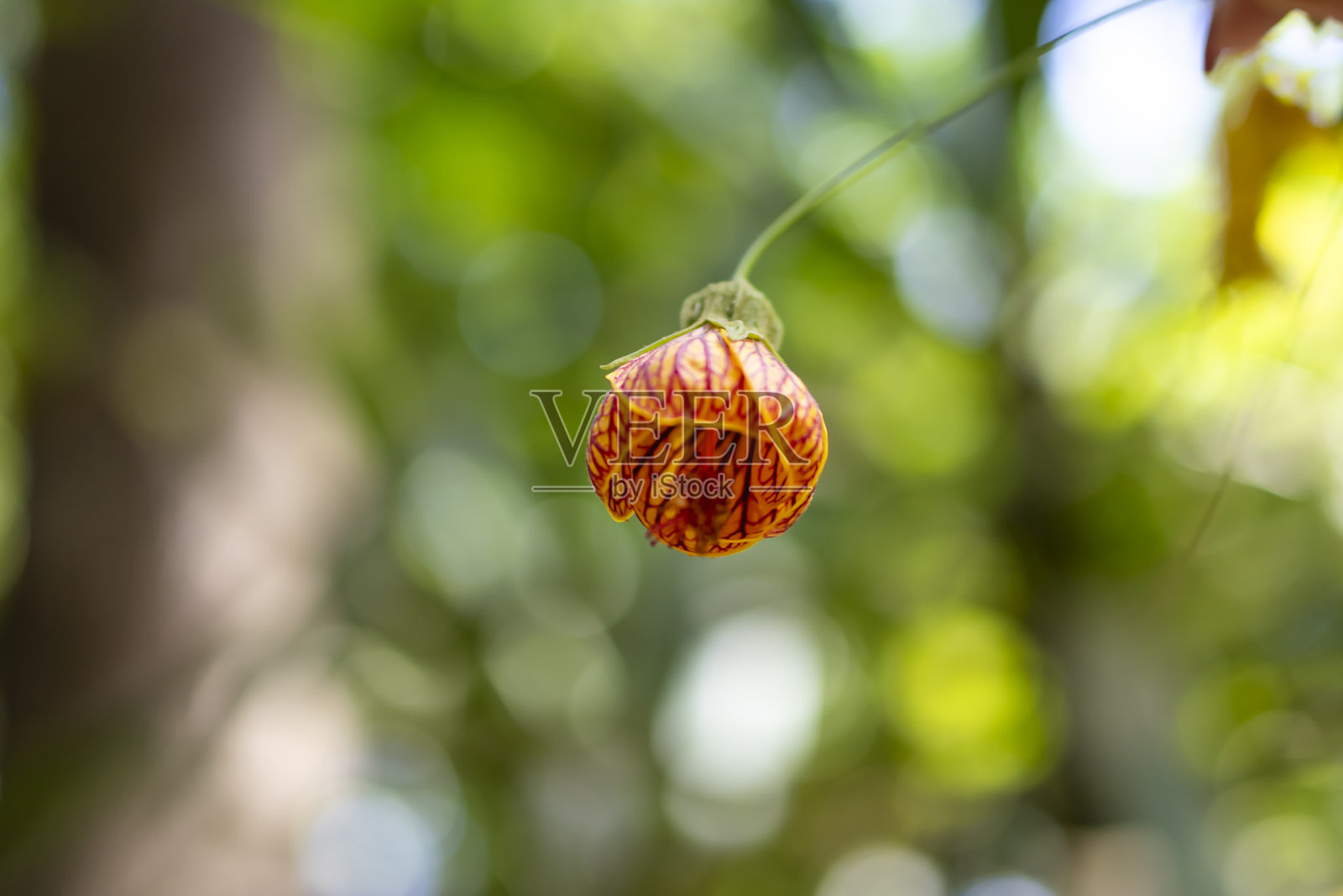 阿布图隆花钮照片摄影图片