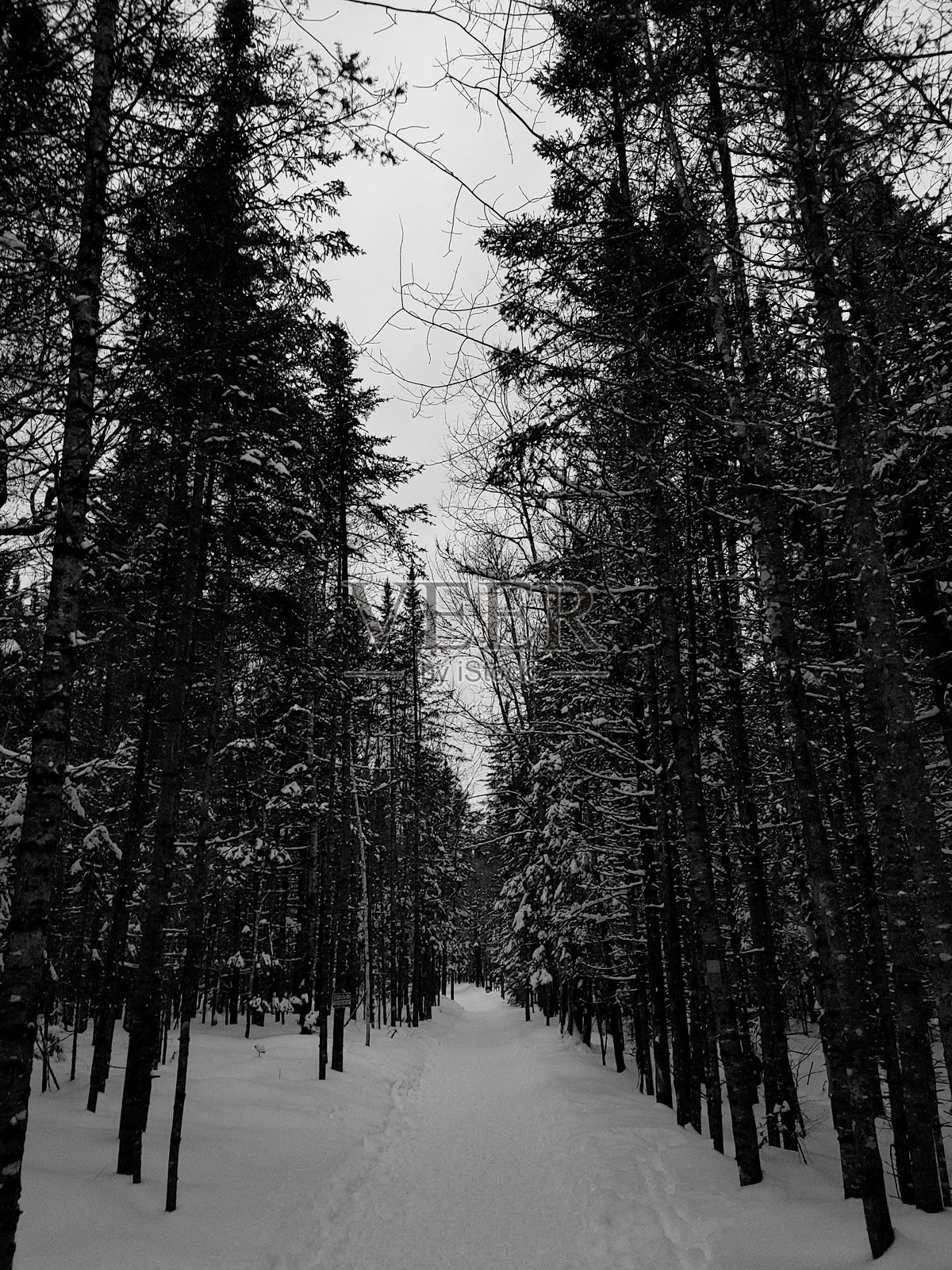 冬季森林漫步照片摄影图片