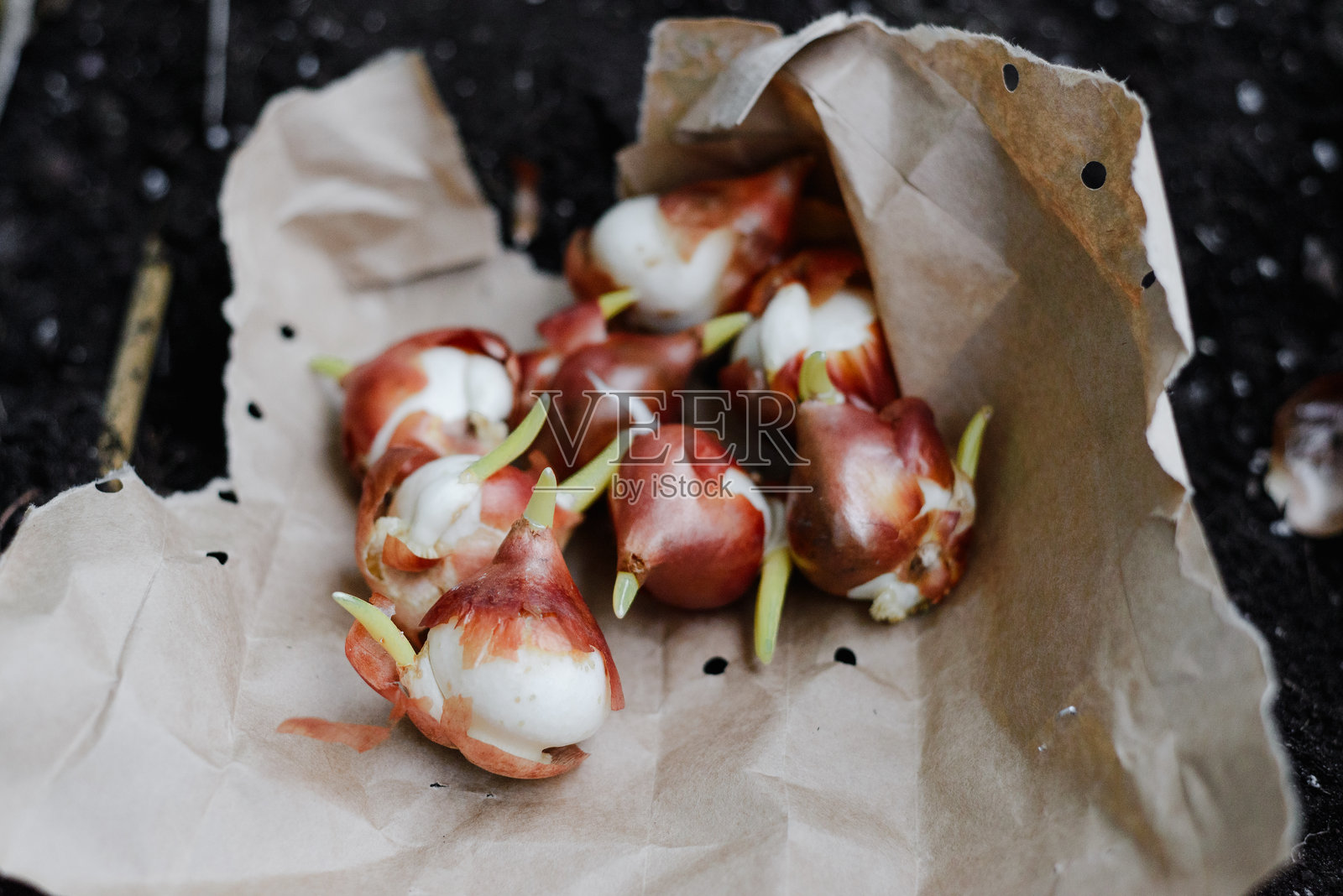 新鲜的郁金香球茎装在棕色纸袋中，准备种植照片摄影图片