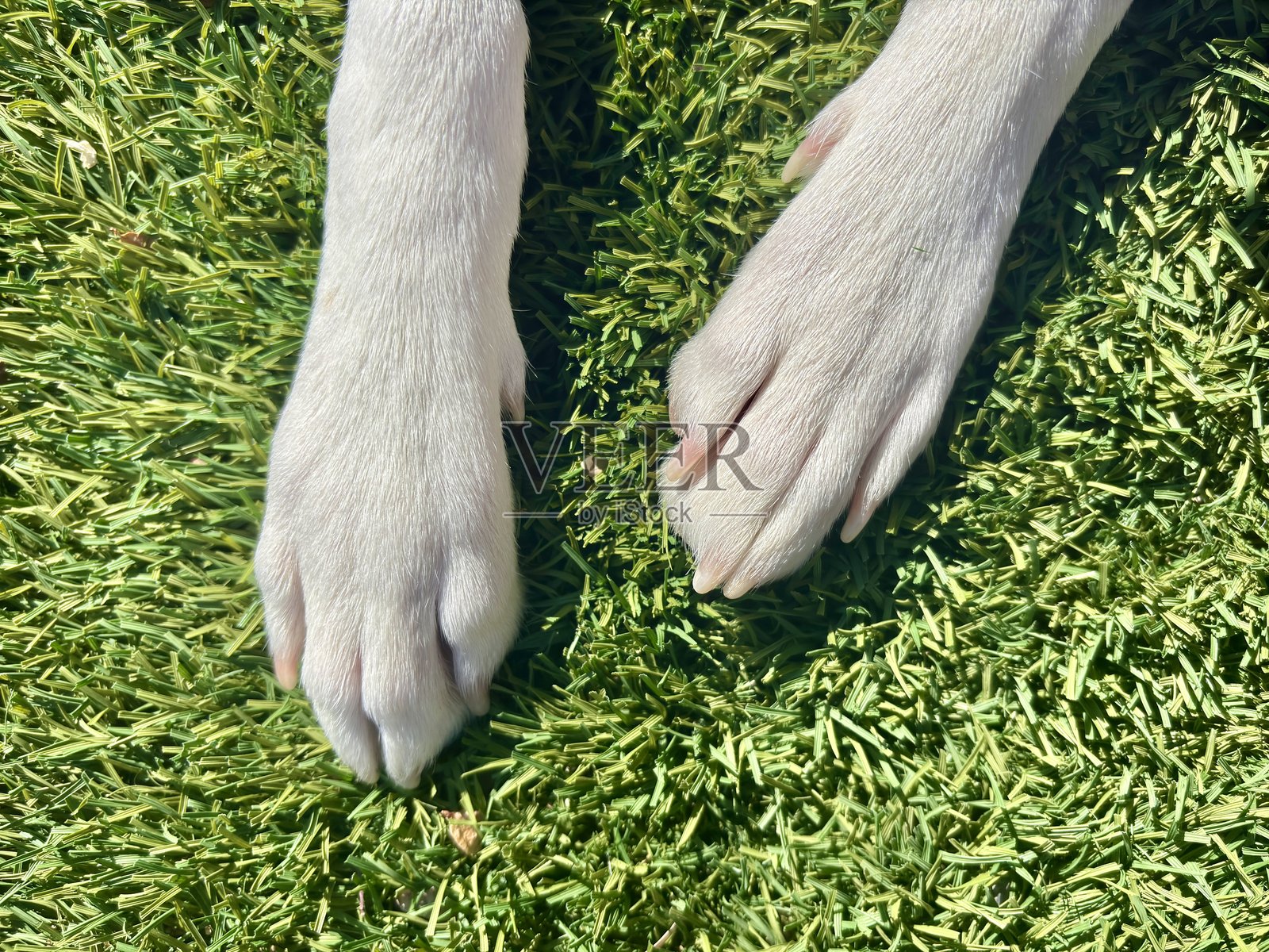 狗的白色爪子特写 resting 在生机勃勃的绿色草地上。照片摄影图片