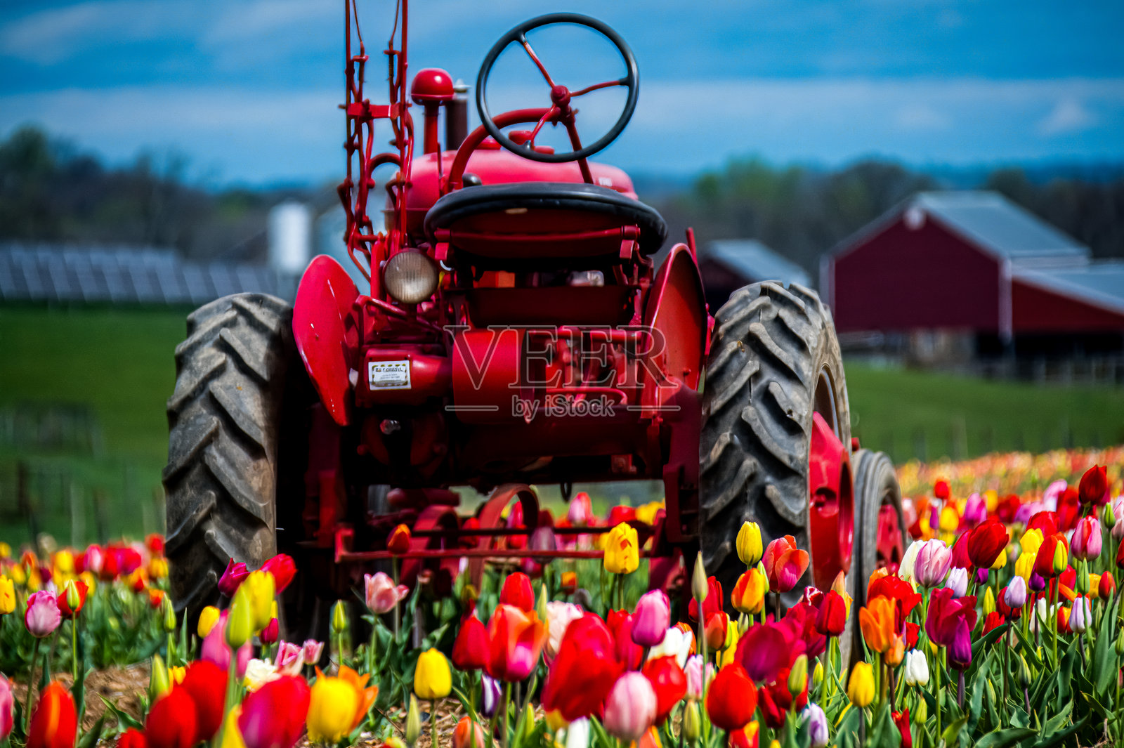 红色拖拉机在郁金香田中照片摄影图片