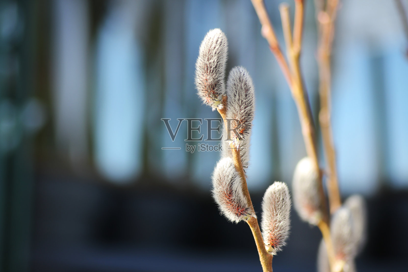 毛茸茸的猫尾草照片摄影图片