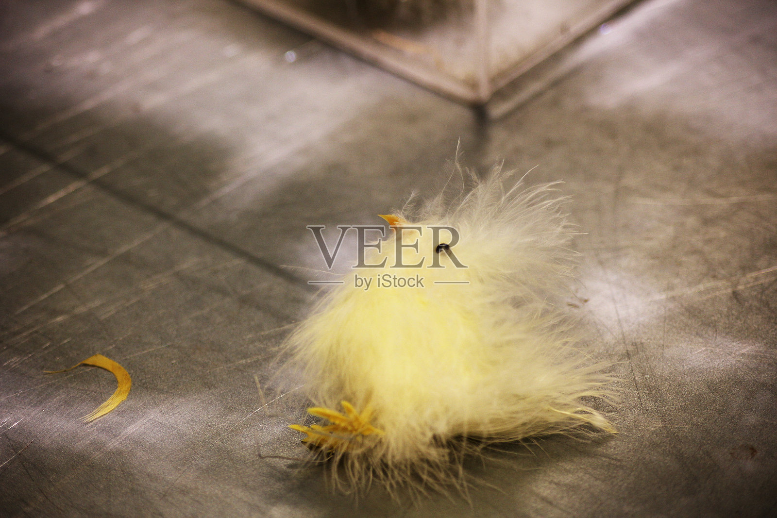 一个小黄复活节小鸡装饰品照片摄影图片