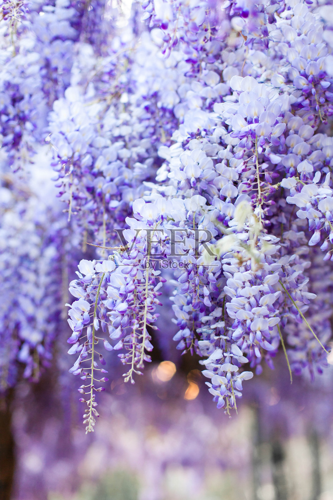 春天的花朵。紫藤树在日落花园中盛开。美丽的花架盛开。照片摄影图片