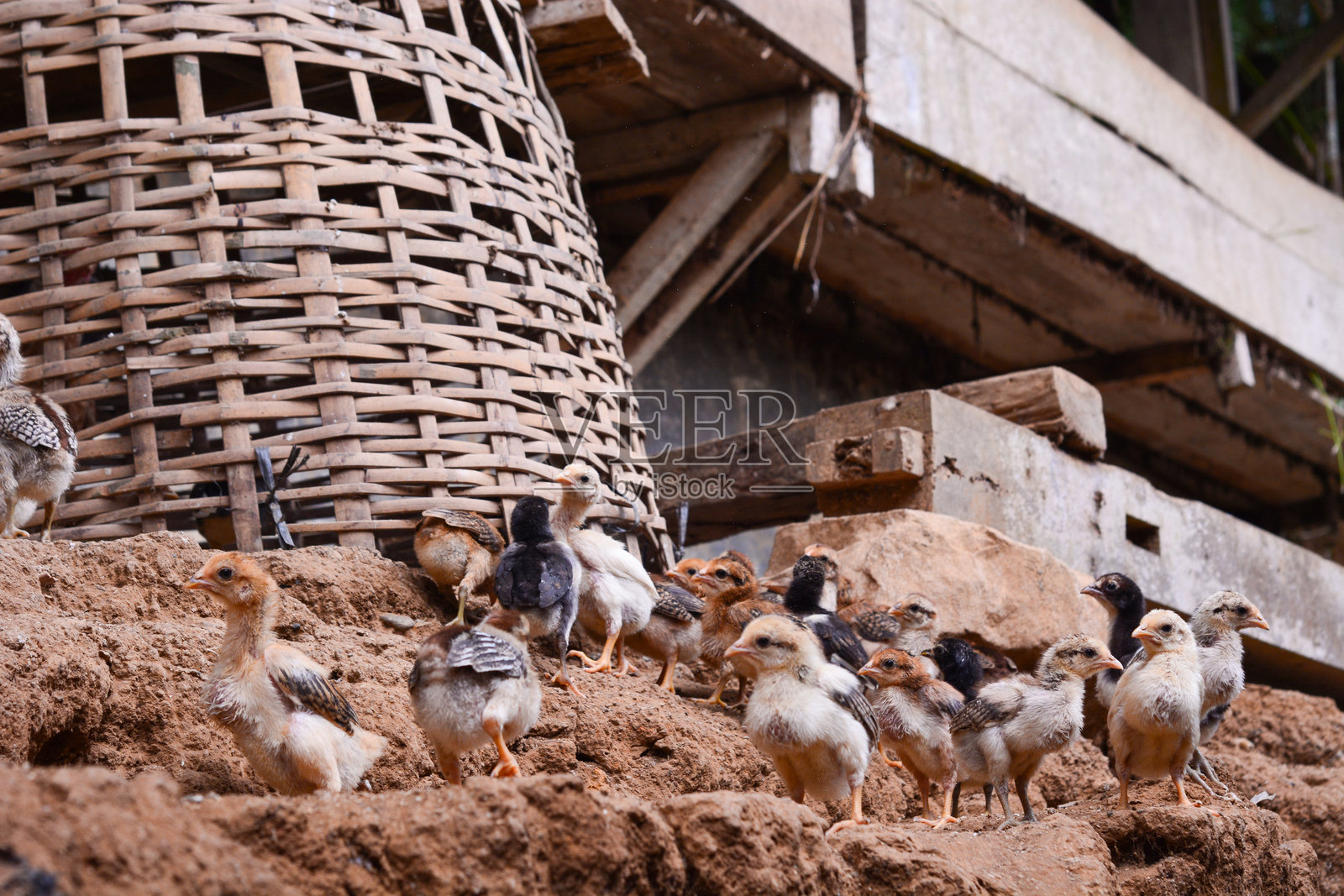 鸡、农业和草地上的农场，适合自由放养、生态或可持续农业。禽类、鸟类或动物在自然中共同生活，提供蛋白质、肉类或作为宠物，促进可持续发展。照片摄影图片