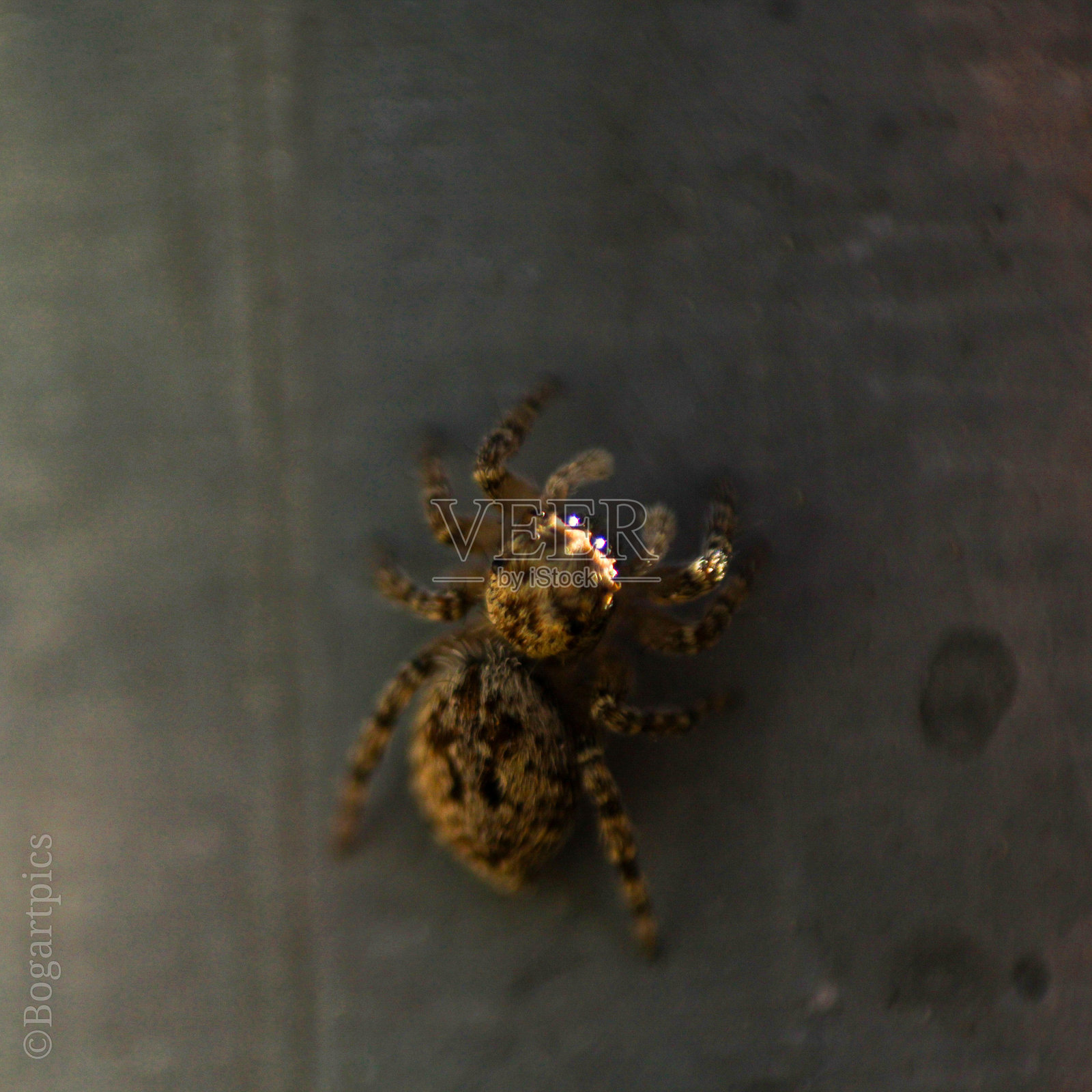 跳蛛照片摄影图片