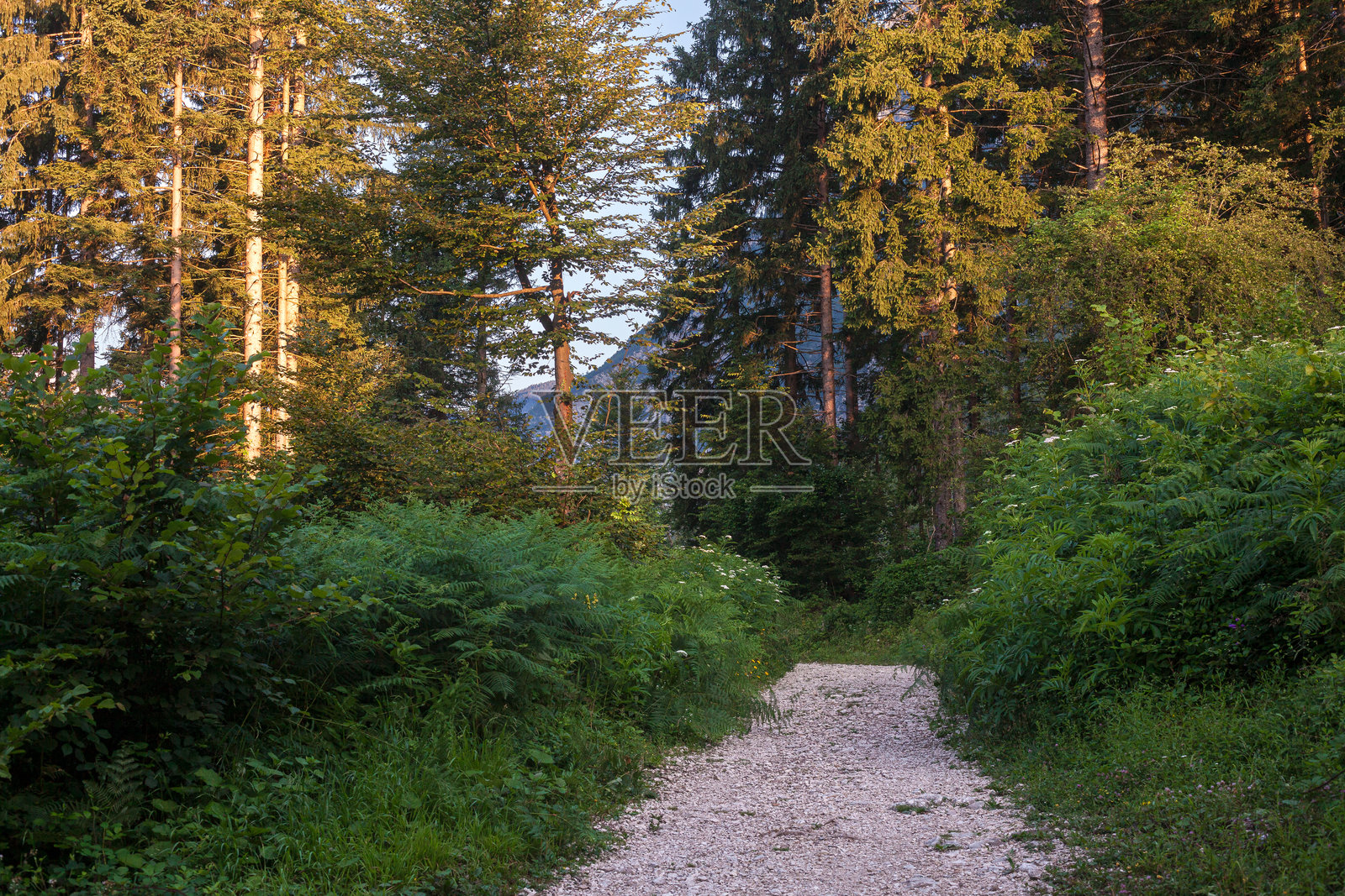特里格拉夫国家公园中的宁静阿尔卑斯小径。照片摄影图片