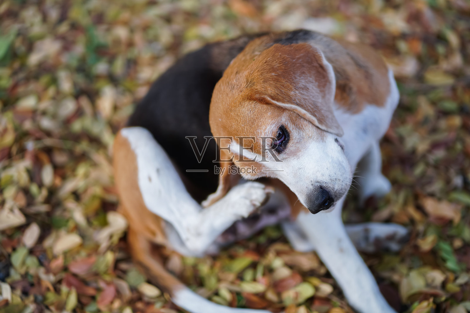 比格犬在秋天的树叶中抓耳朵，周围环绕着五彩斑斓的落叶照片摄影图片