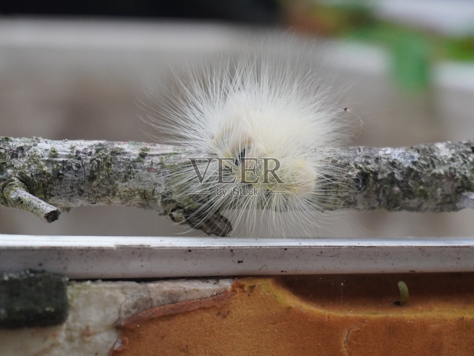 树枝上的白色幼虫照片摄影图片