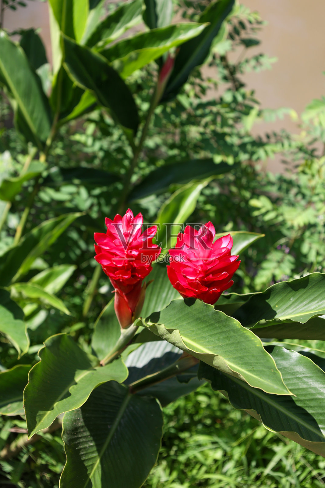 两朵鲜艳的红色姜花夹在绿色叶子之间照片摄影图片