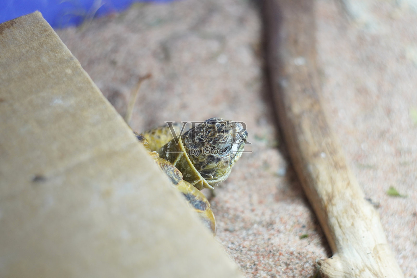 好奇的海龟探出头来照片摄影图片