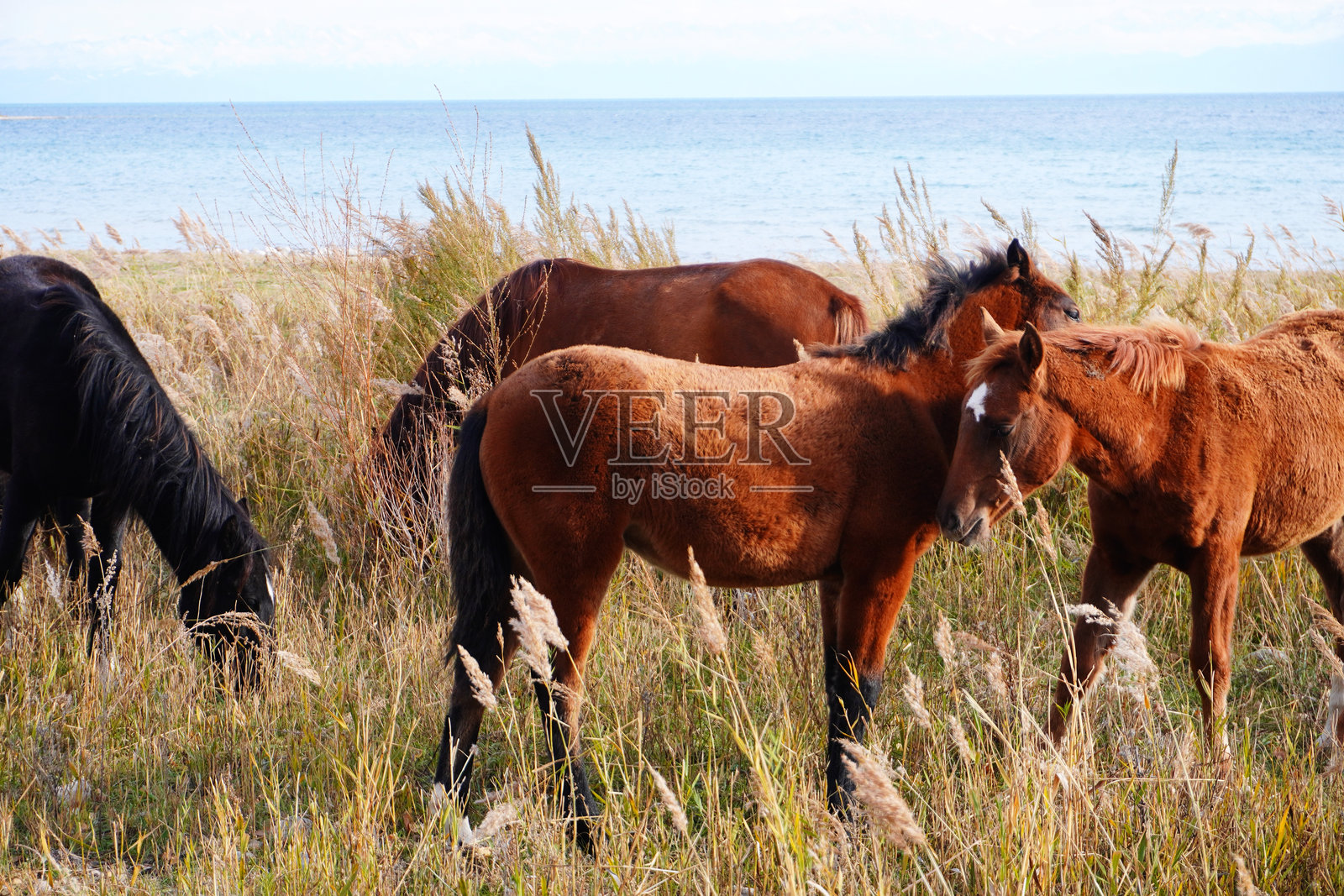 海边的马照片摄影图片