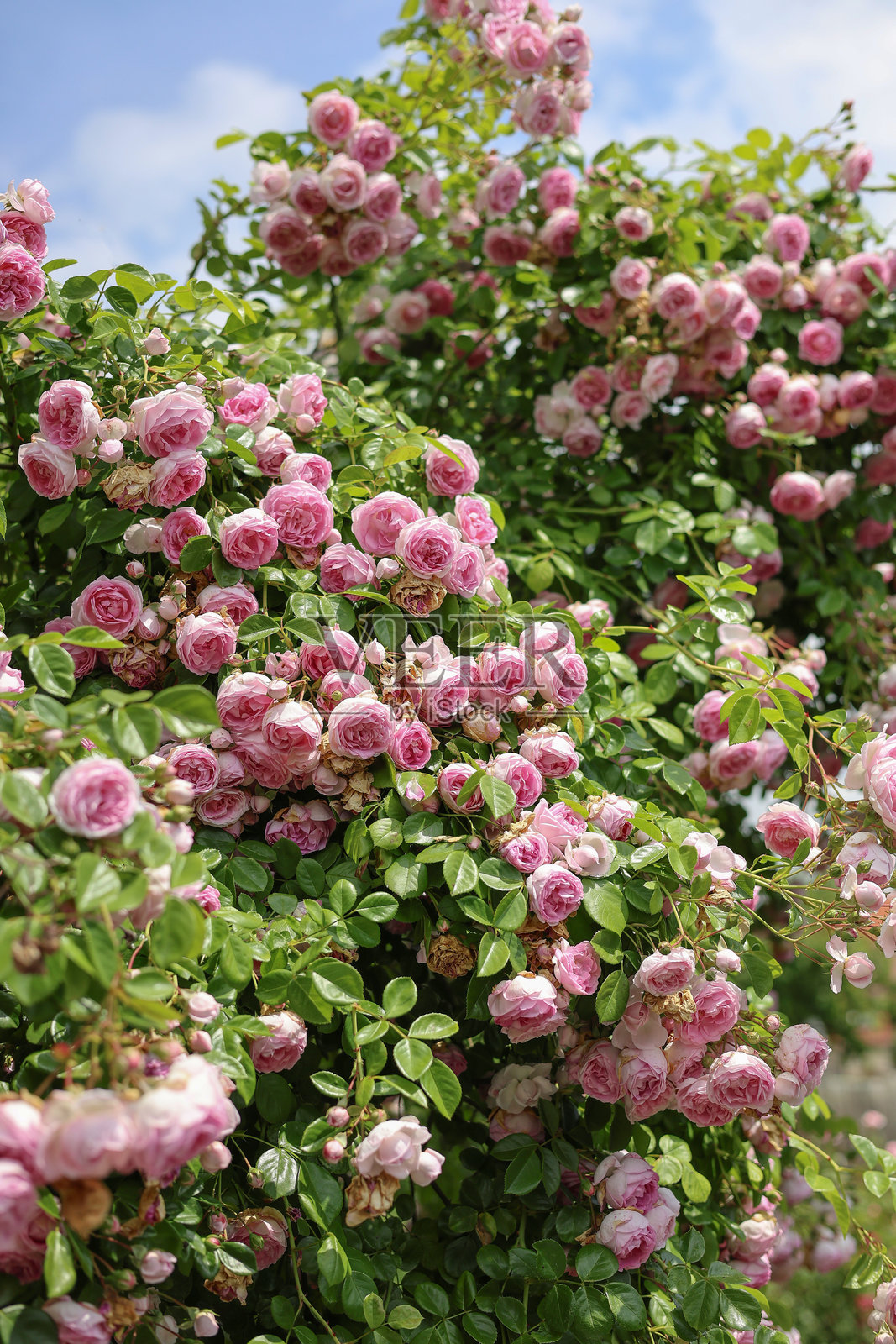 宁静的乡村花园场景，展现了夏日阳光下美丽的英式攀爬玫瑰。照片摄影图片