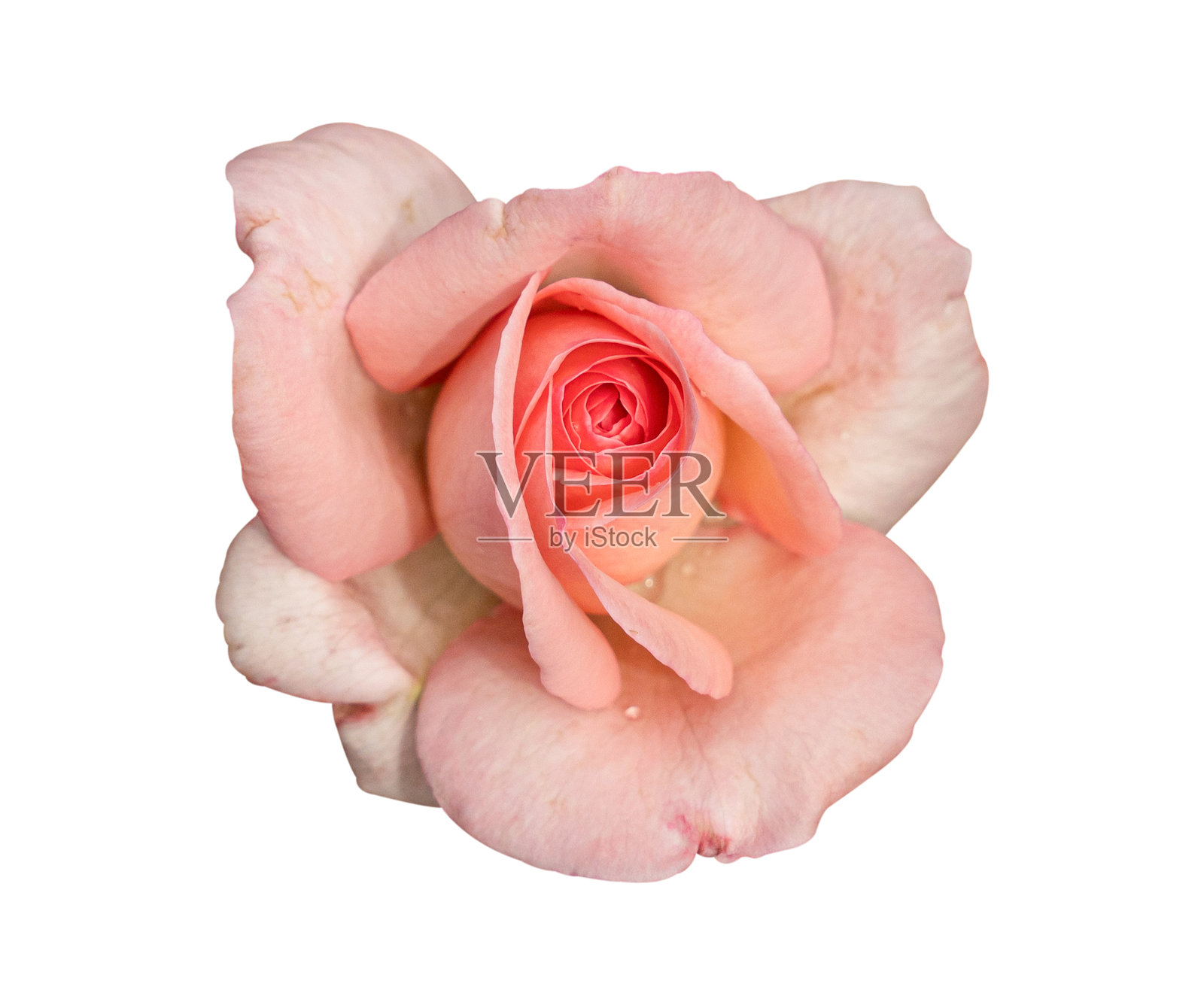 白色背景上的玫瑰花，带有抠图路径照片摄影图片