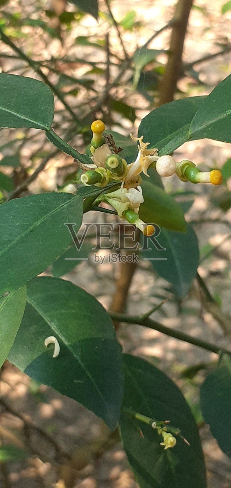 柠檬花照片摄影图片