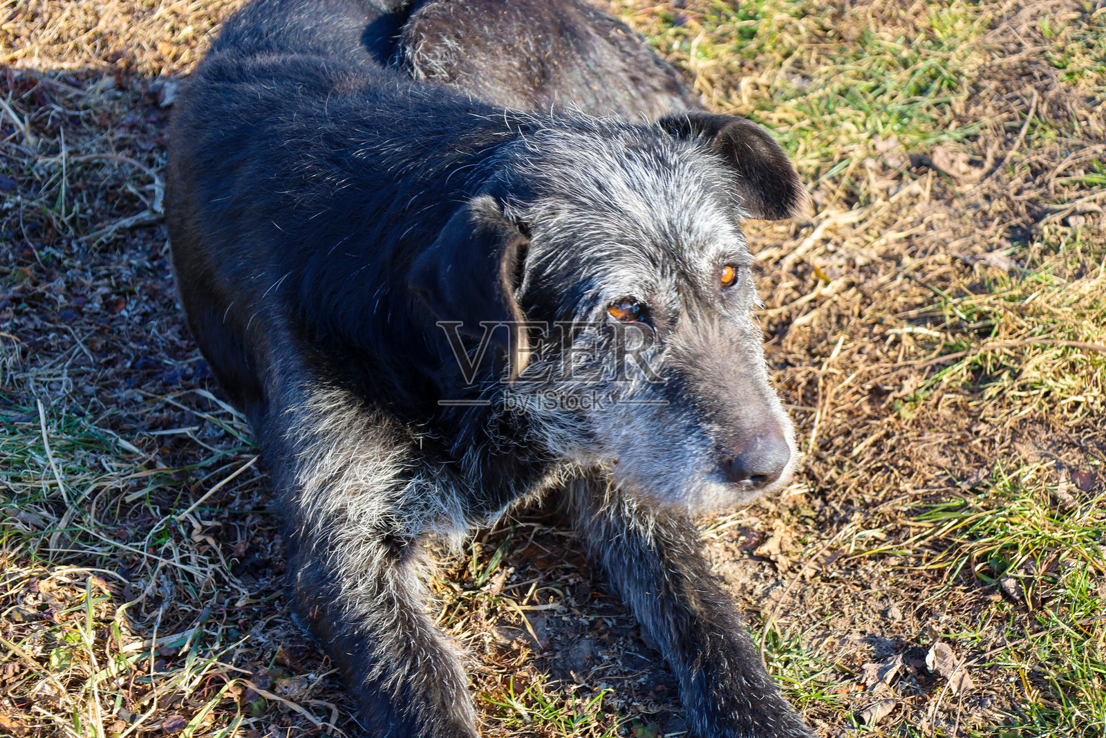 一只黑色的狗，嘴部有些灰色，躺在草地上，抬头望着。狗的体型中等，毛发短，眼神富有表现力。周围的草地呈现出黄色和干枯，可能是由于冬季或干旱造成的。照片摄影图片