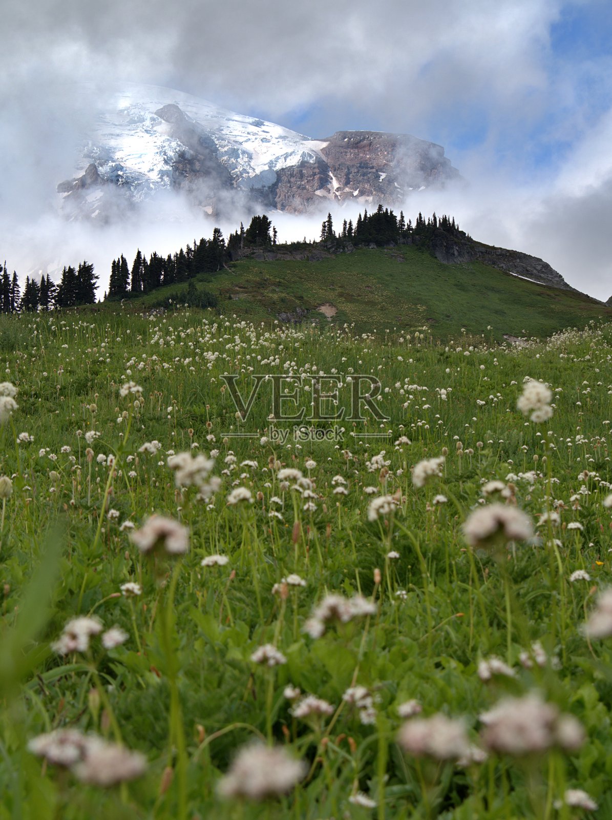 田野中的雏菊照片摄影图片