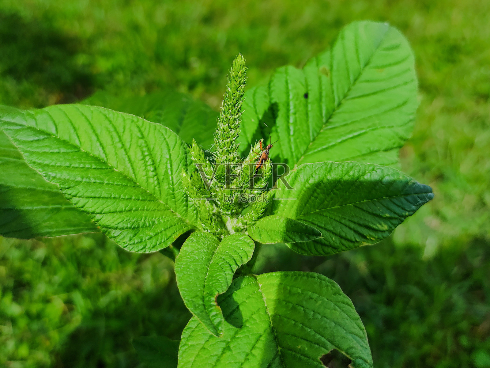 特写的苋菜（Amaranthus hybridus）叶子植物，园中有一只蚂蚁照片摄影图片