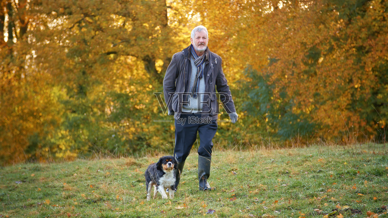 老年人带着狗在秋天的多彩风景中散步照片摄影图片