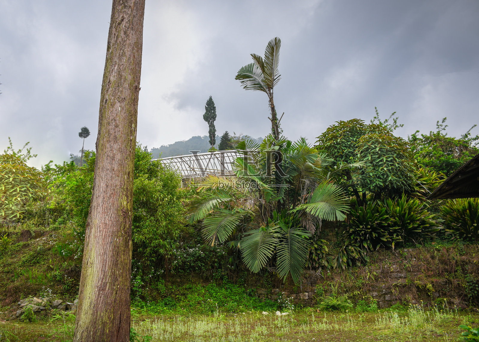 绿色棕榈树、松树干和温室。照片摄影图片