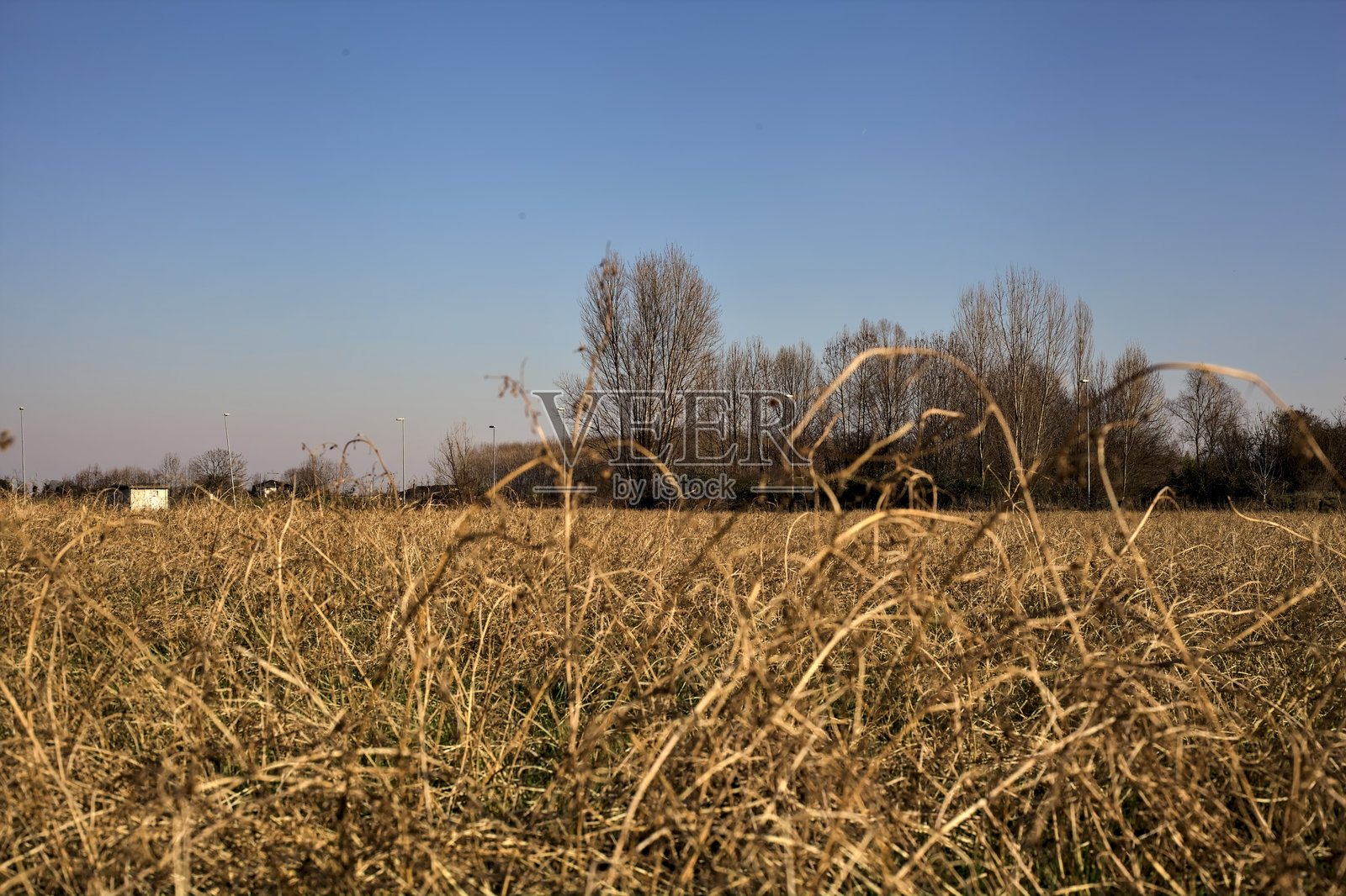 阳光明媚的日子里，远处是一片光秃的树林和未开垦的田野。照片摄影图片